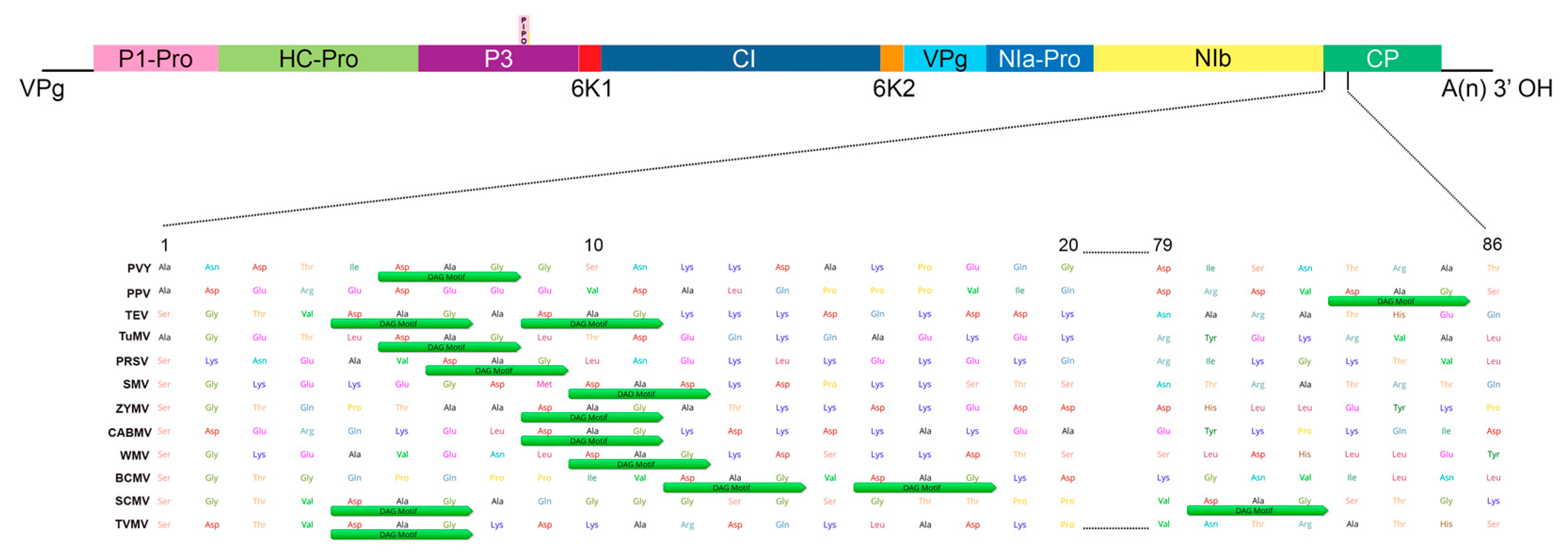 Viruses 12 00773 g004