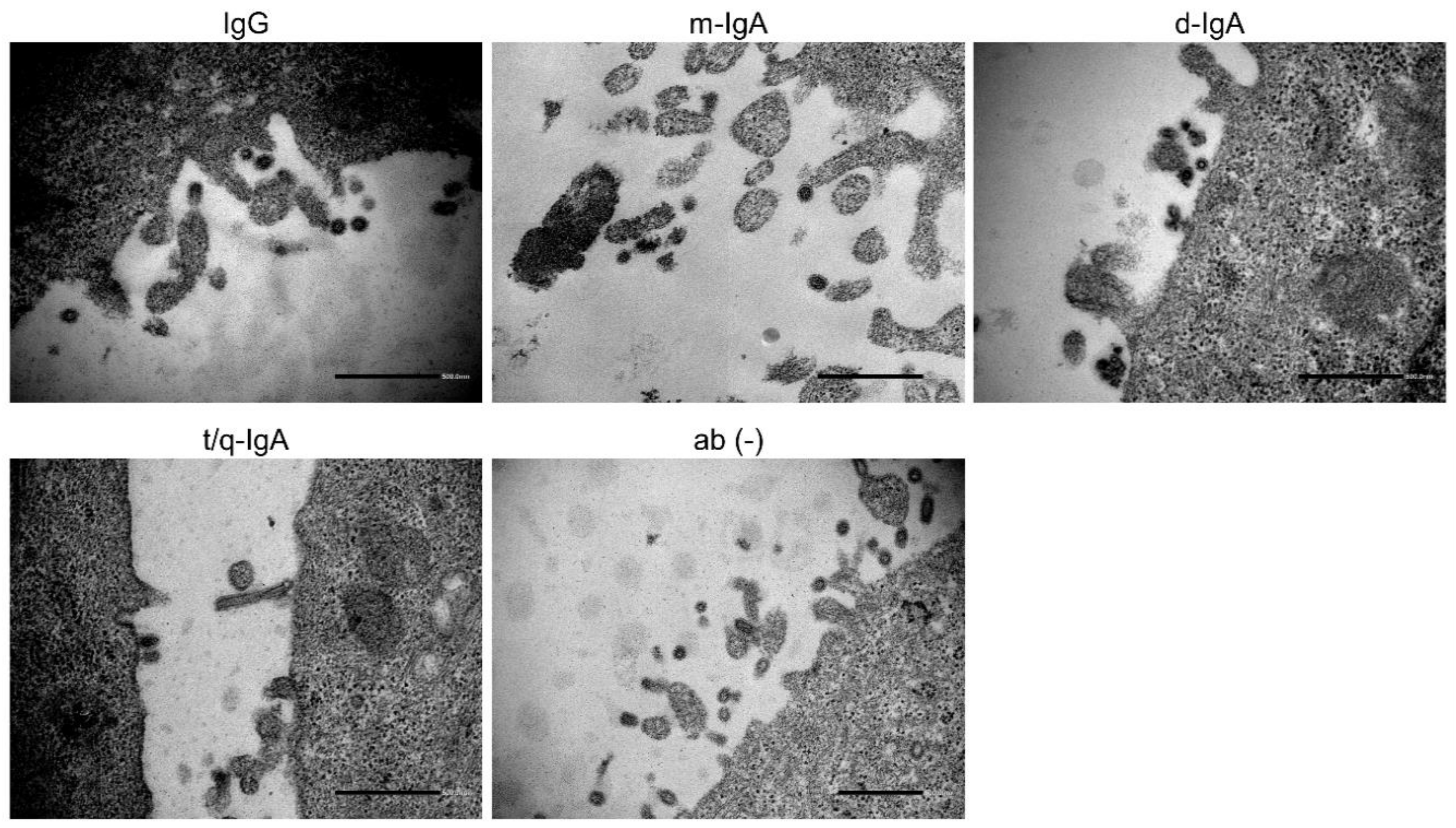 Viruses 12 00780 g007 Viruses 12 00780 g007