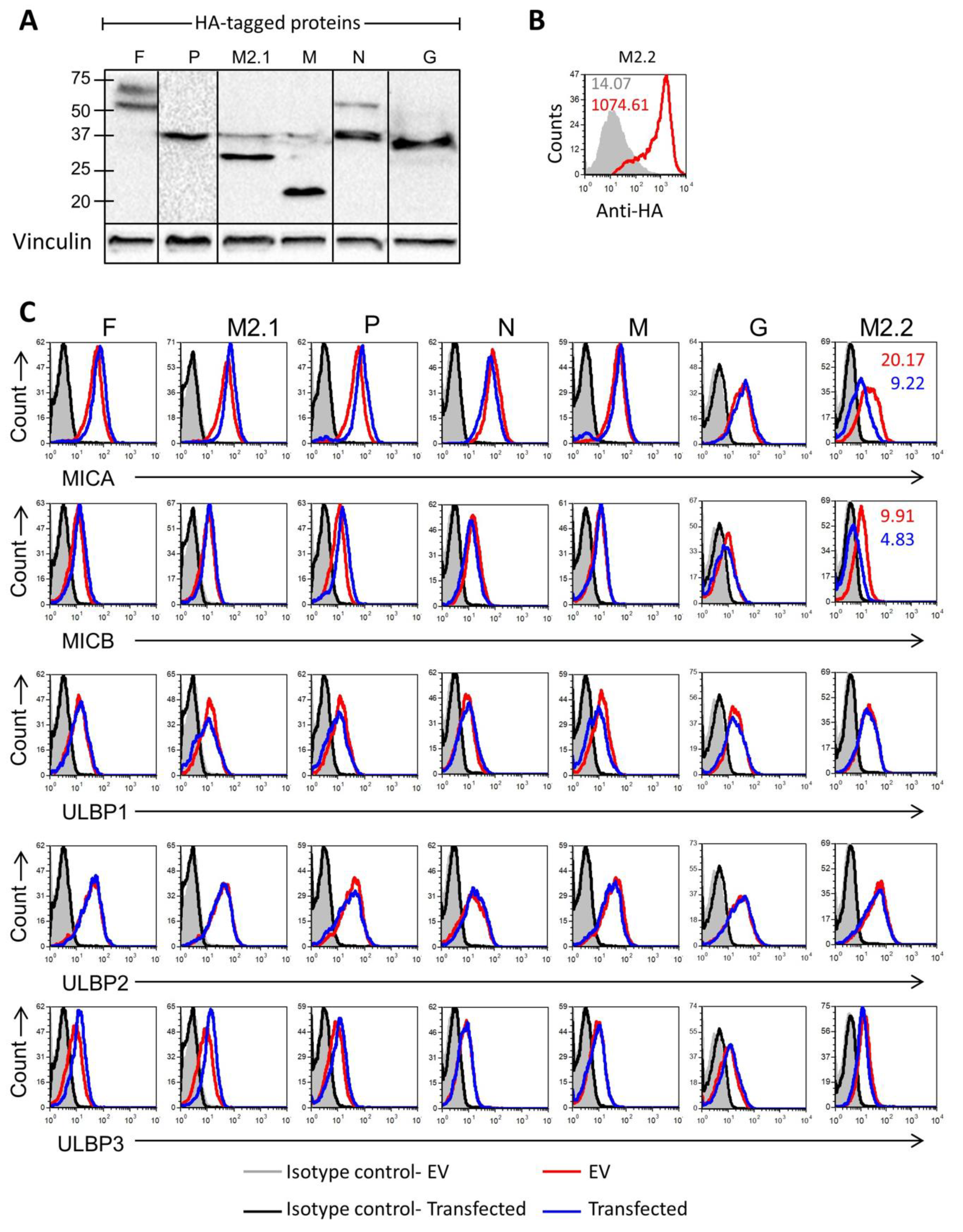 Viruses 12 00781 g005 Viruses 12 00781 g005