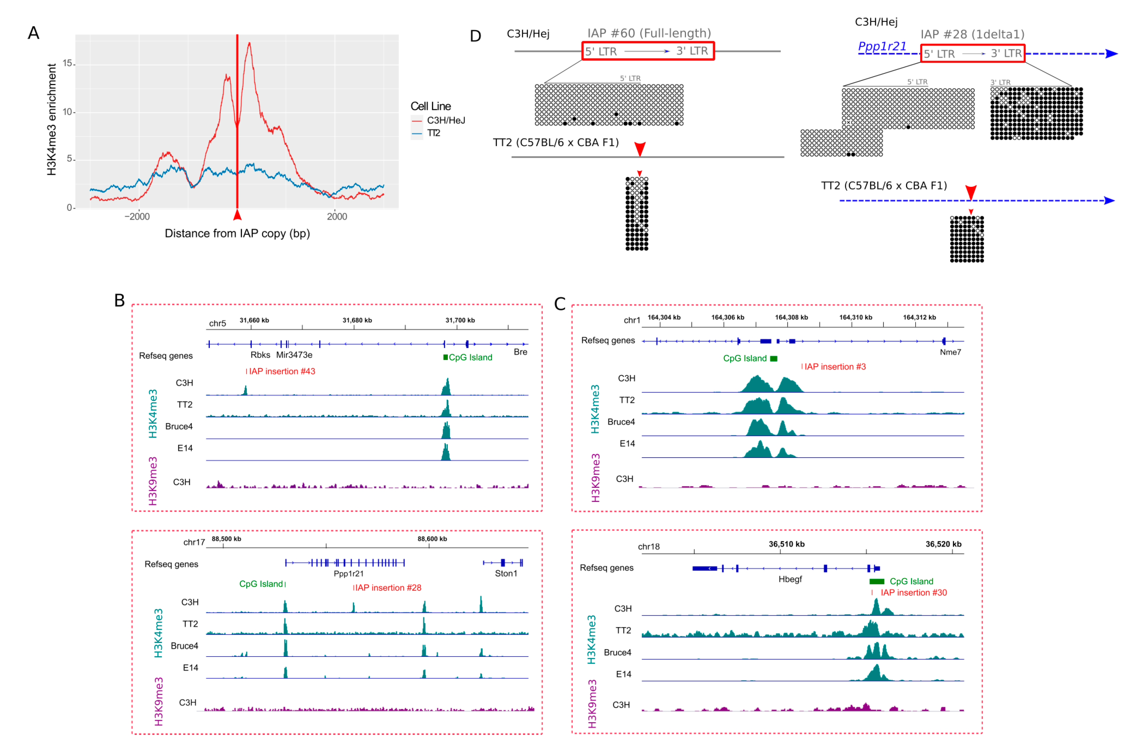 Viruses 12 00783 g004 Viruses 12 00783 g004
