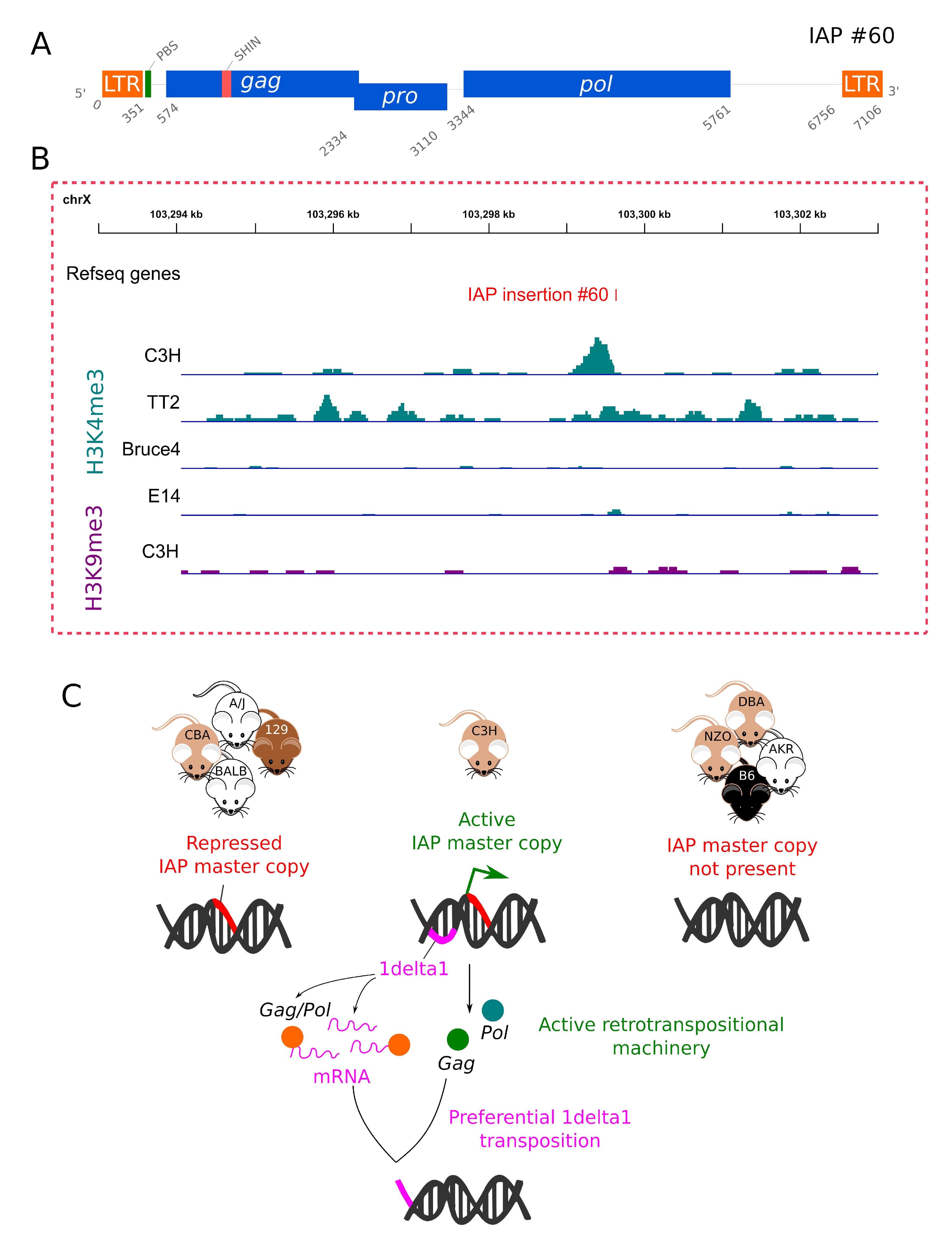 Viruses 12 00783 g006 Viruses 12 00783 g006
