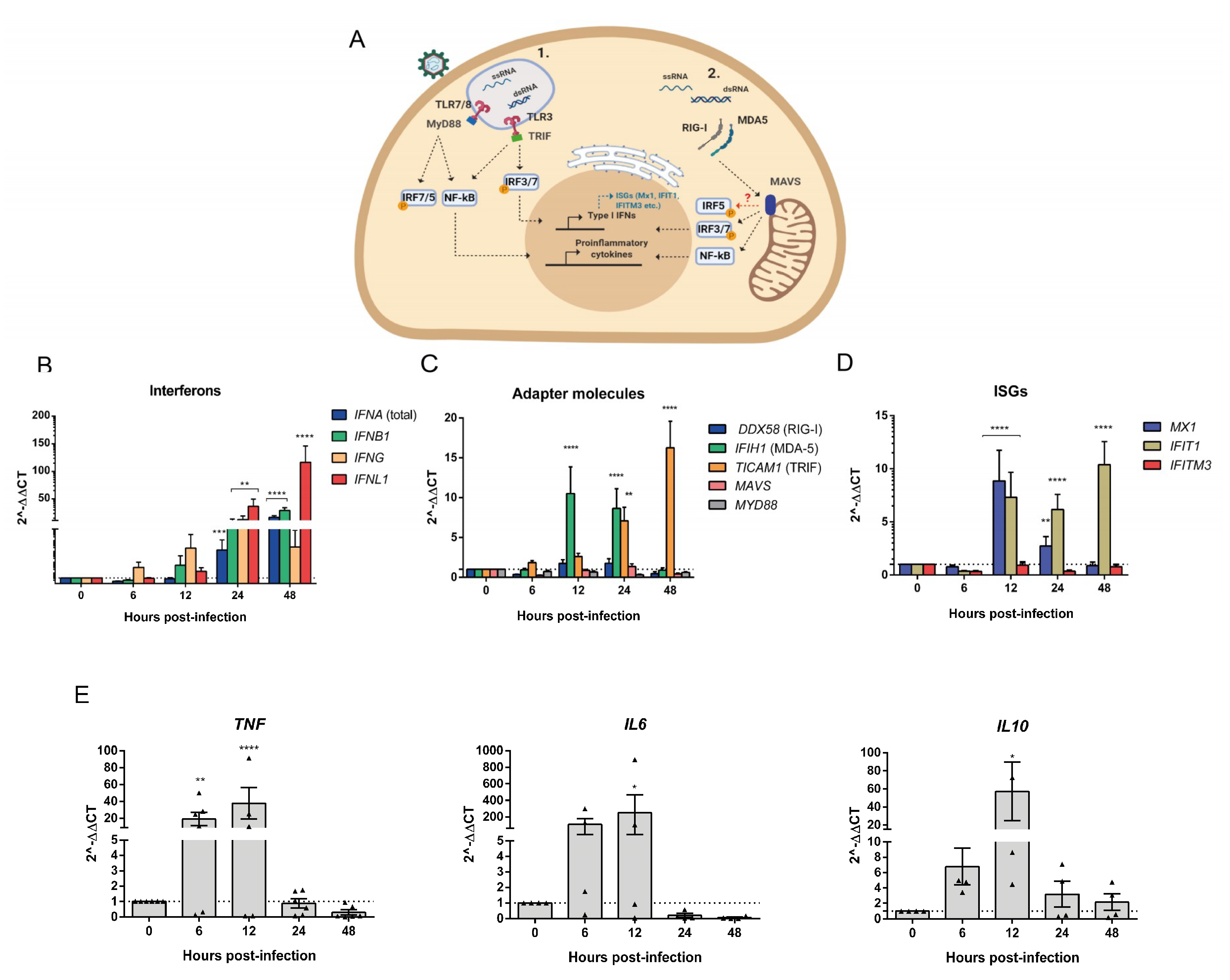 Viruses 12 00785 g004 Viruses 12 00785 g004