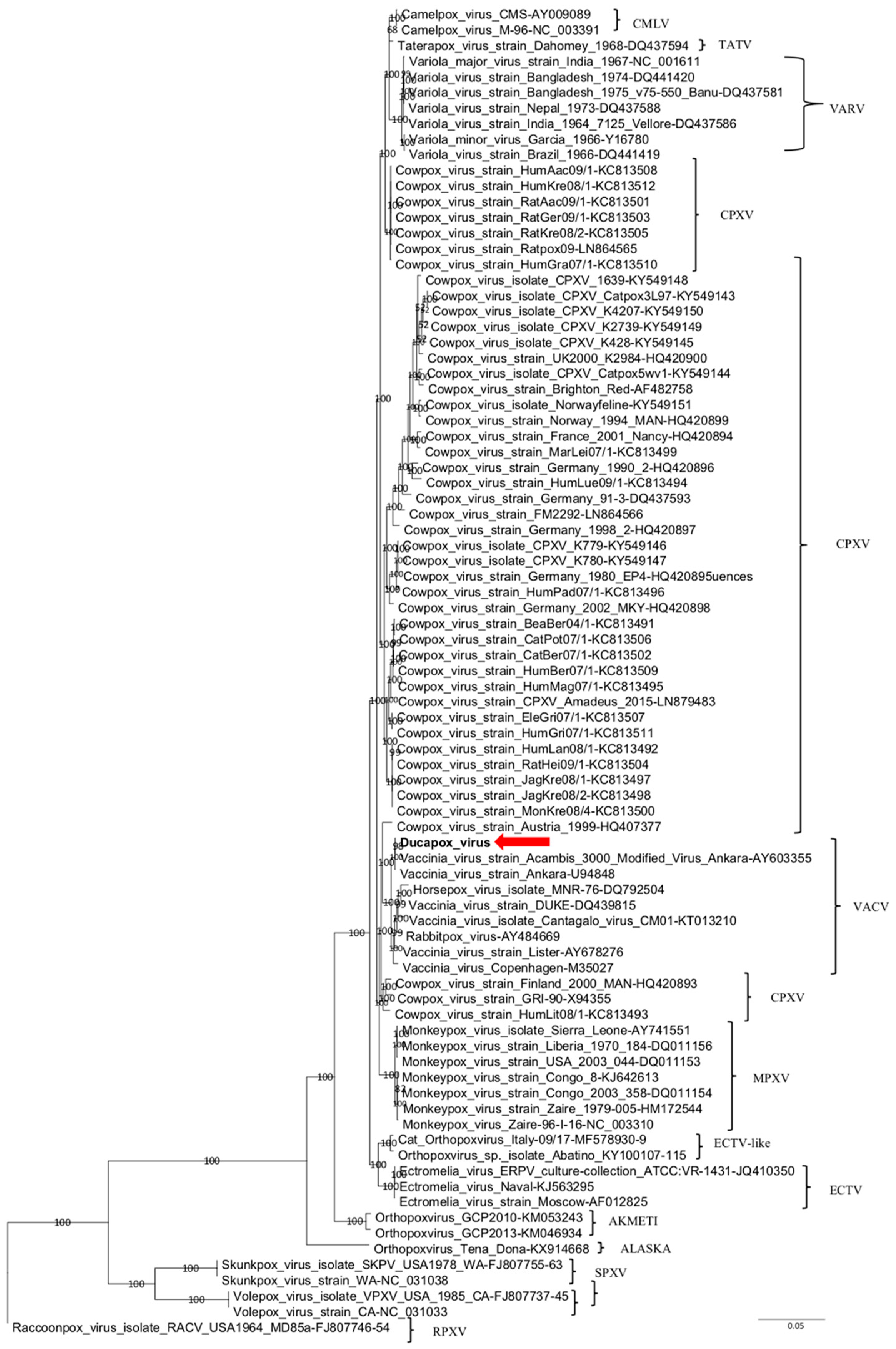 Viruses 12 00786 g001