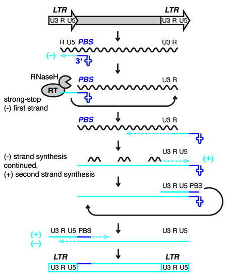 exogenous retrovirus examples