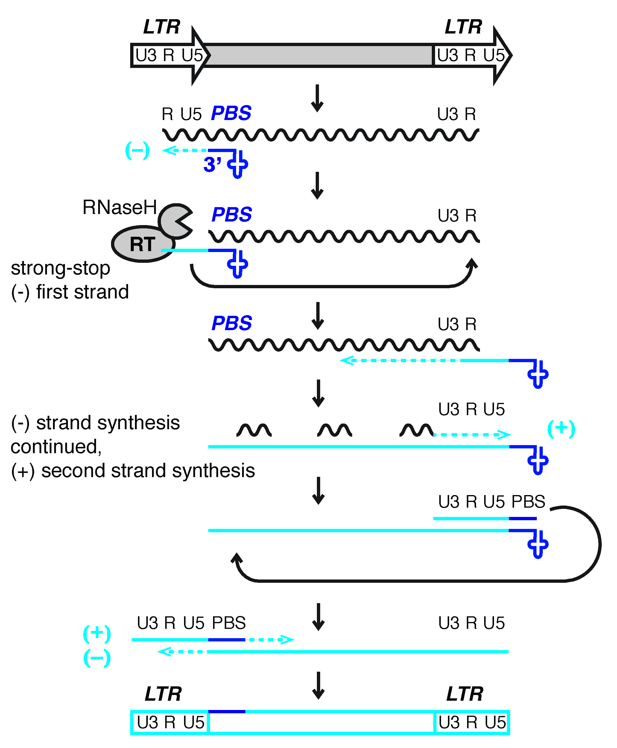 Viruses 12 00792 g001 Viruses 12 00792 g001