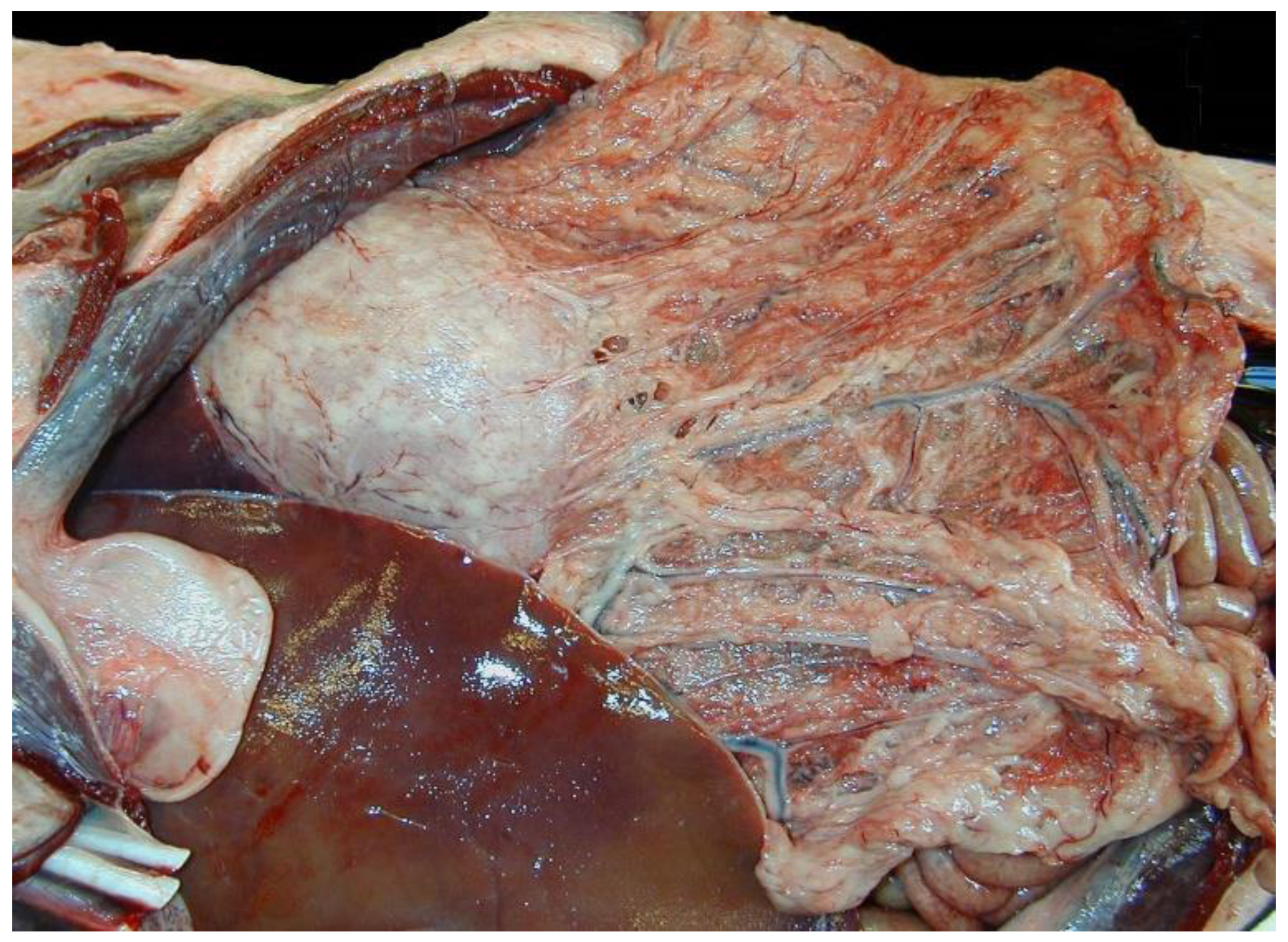 Viruses 12 00793 g001