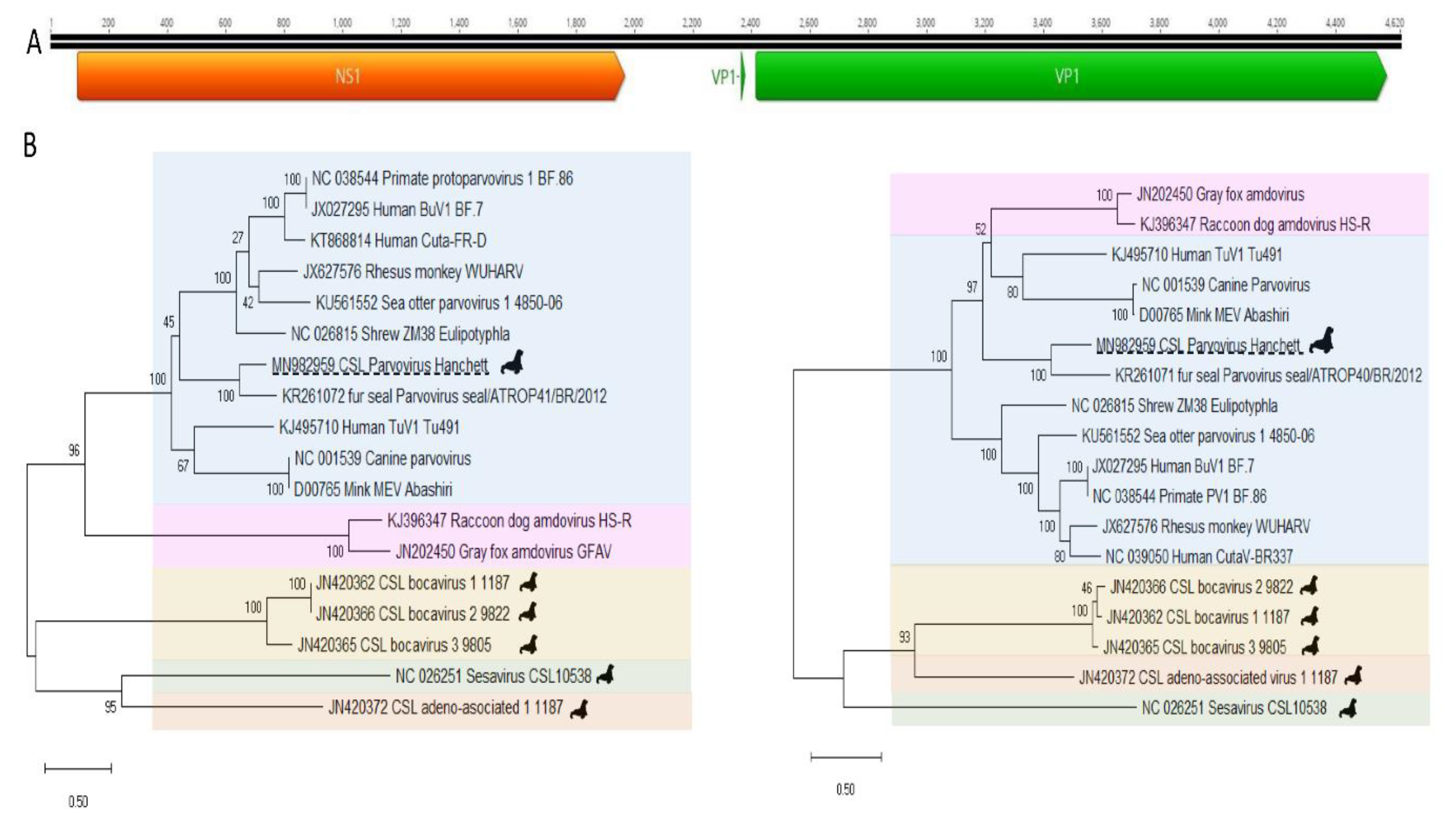 Viruses 12 00793 g005