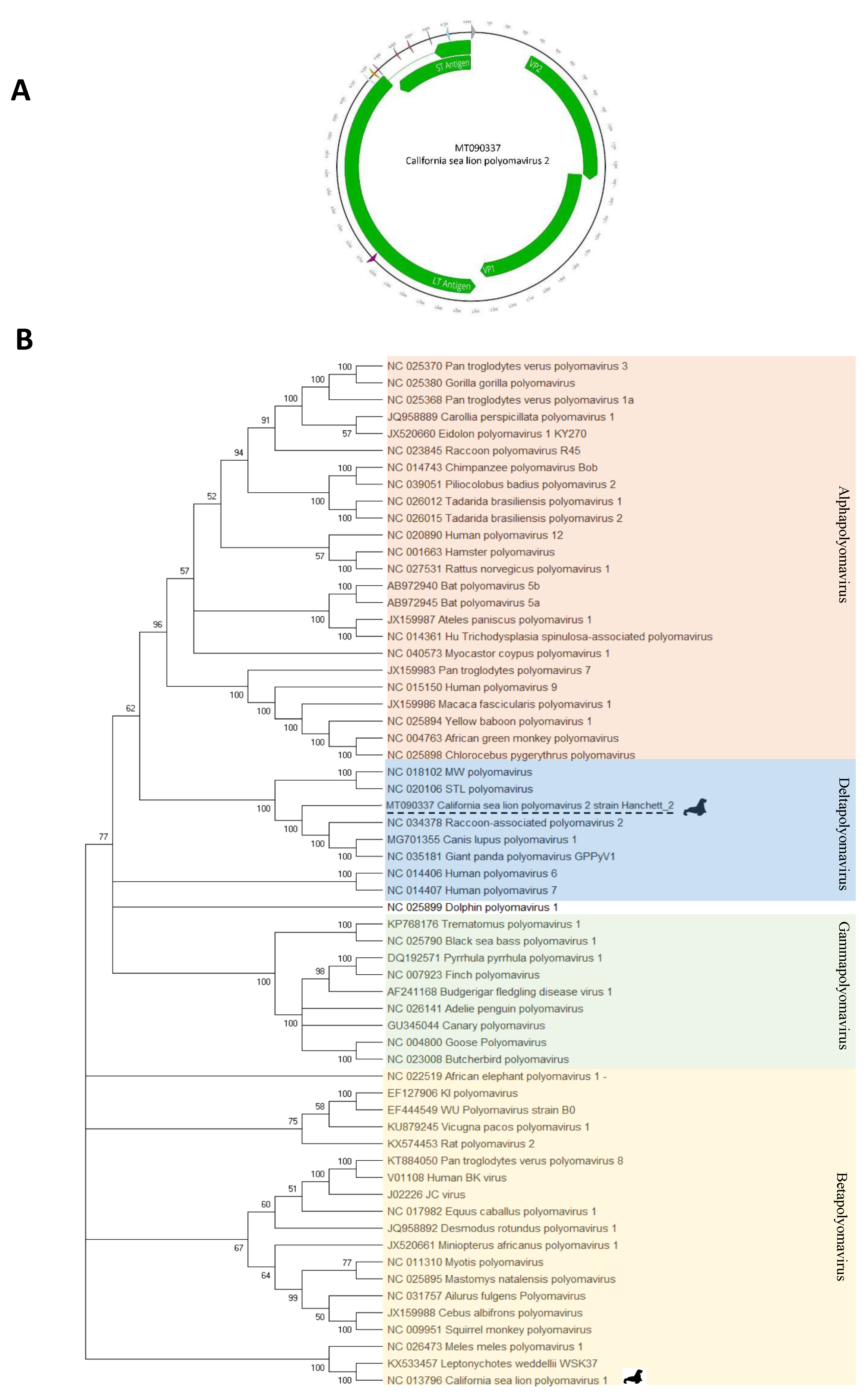Viruses 12 00793 g006