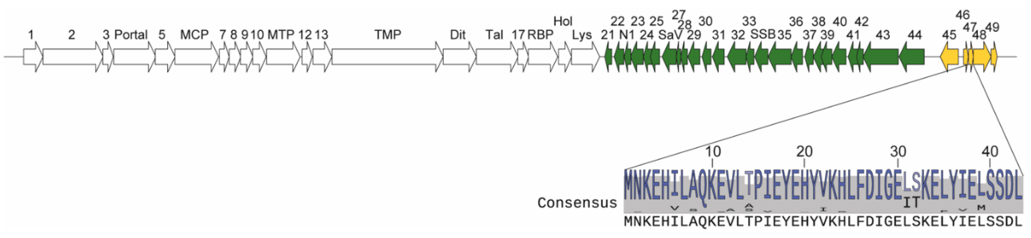 Viruses 12 00797 g001