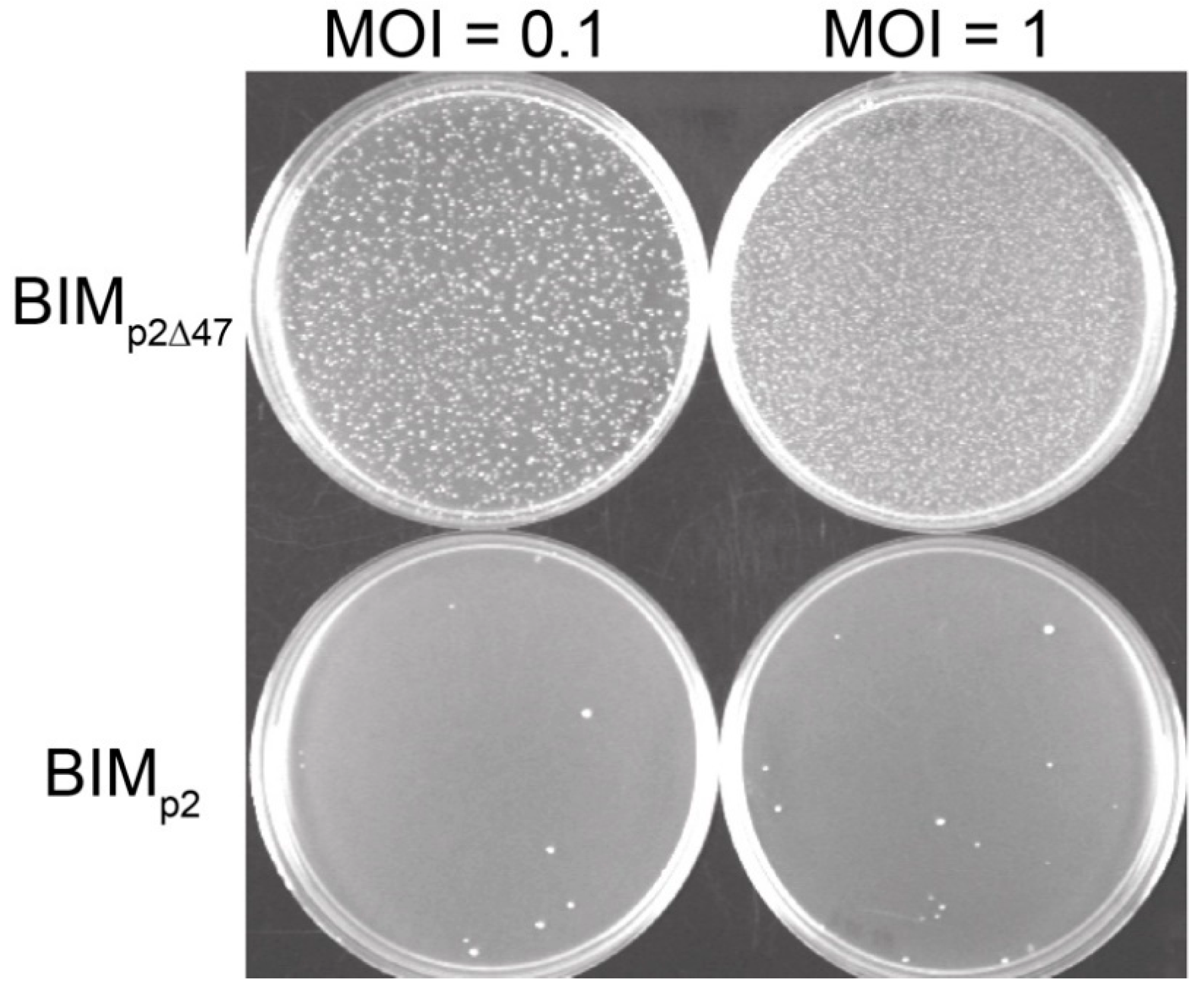 Viruses 12 00797 g003