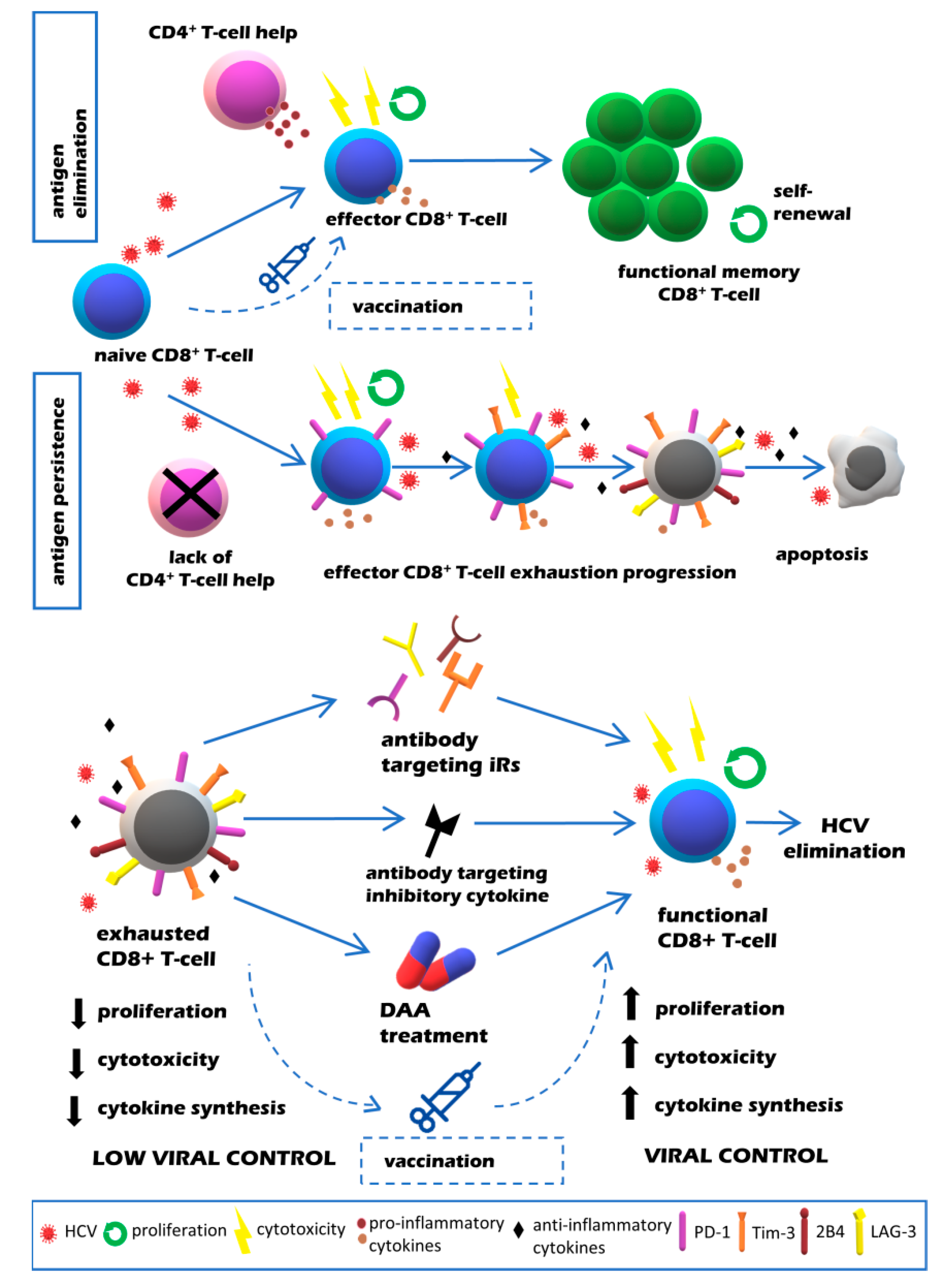 Viruses Free FullText Reversal of T Cell Exhaustion in Chronic HCV
