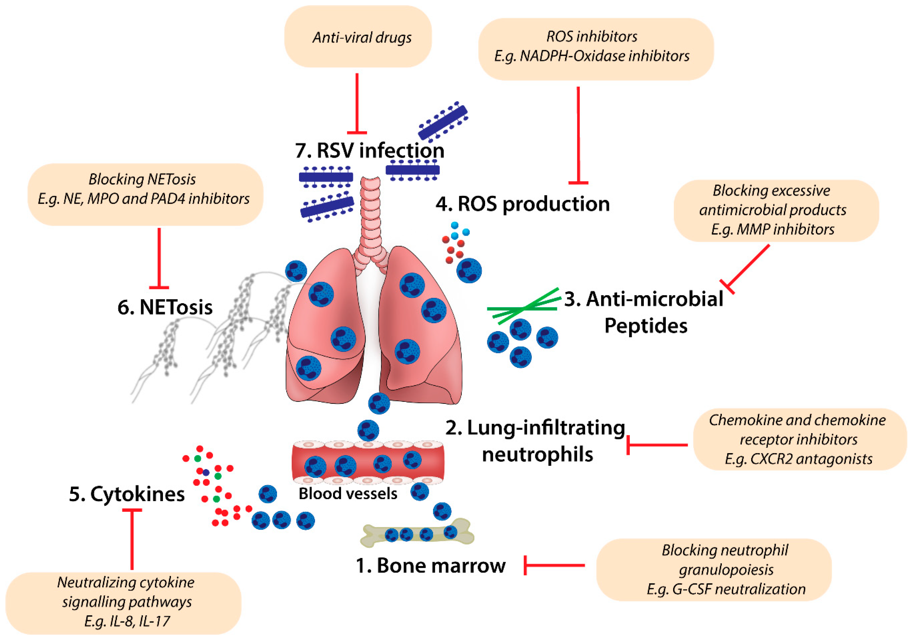 Rsv Bronchiolitis