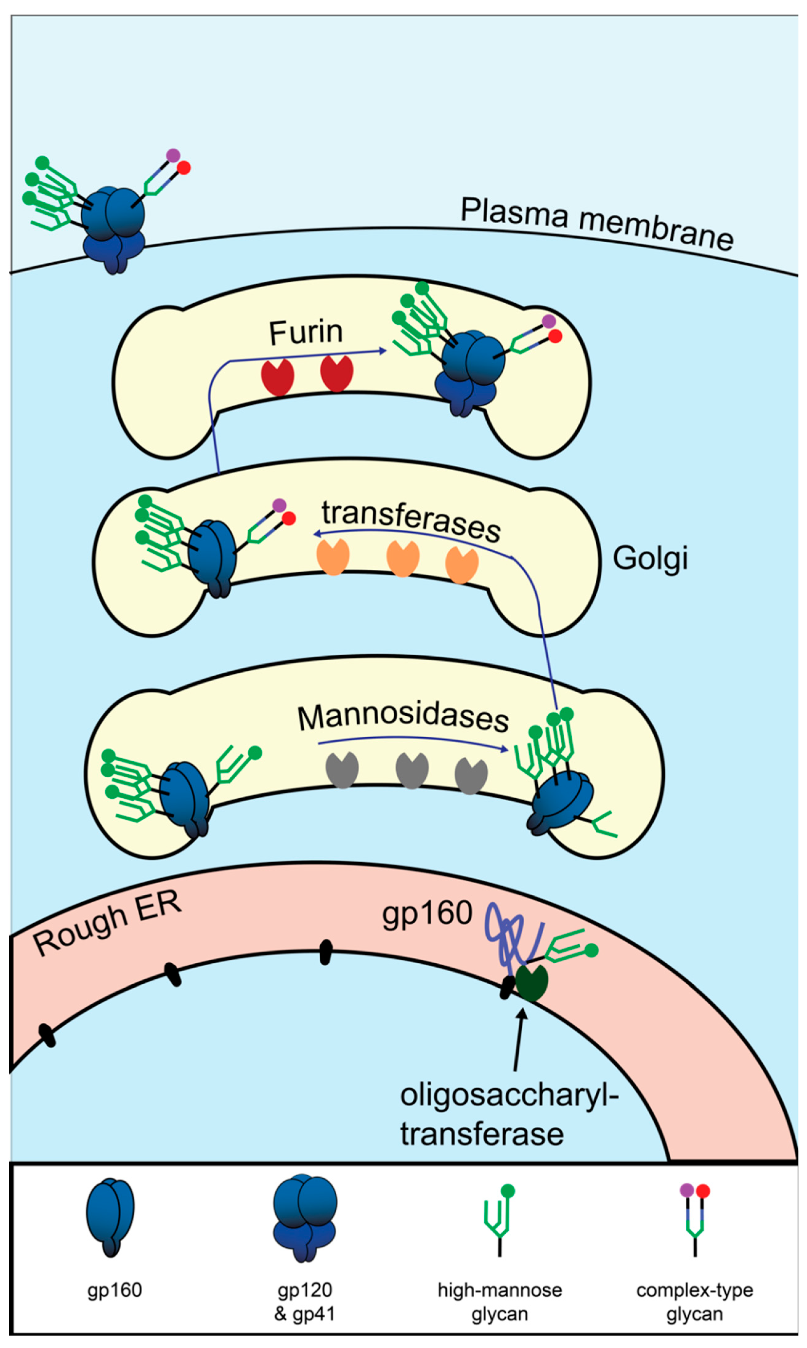 Viruses 12 00809 g003 Viruses 12 00809 g003
