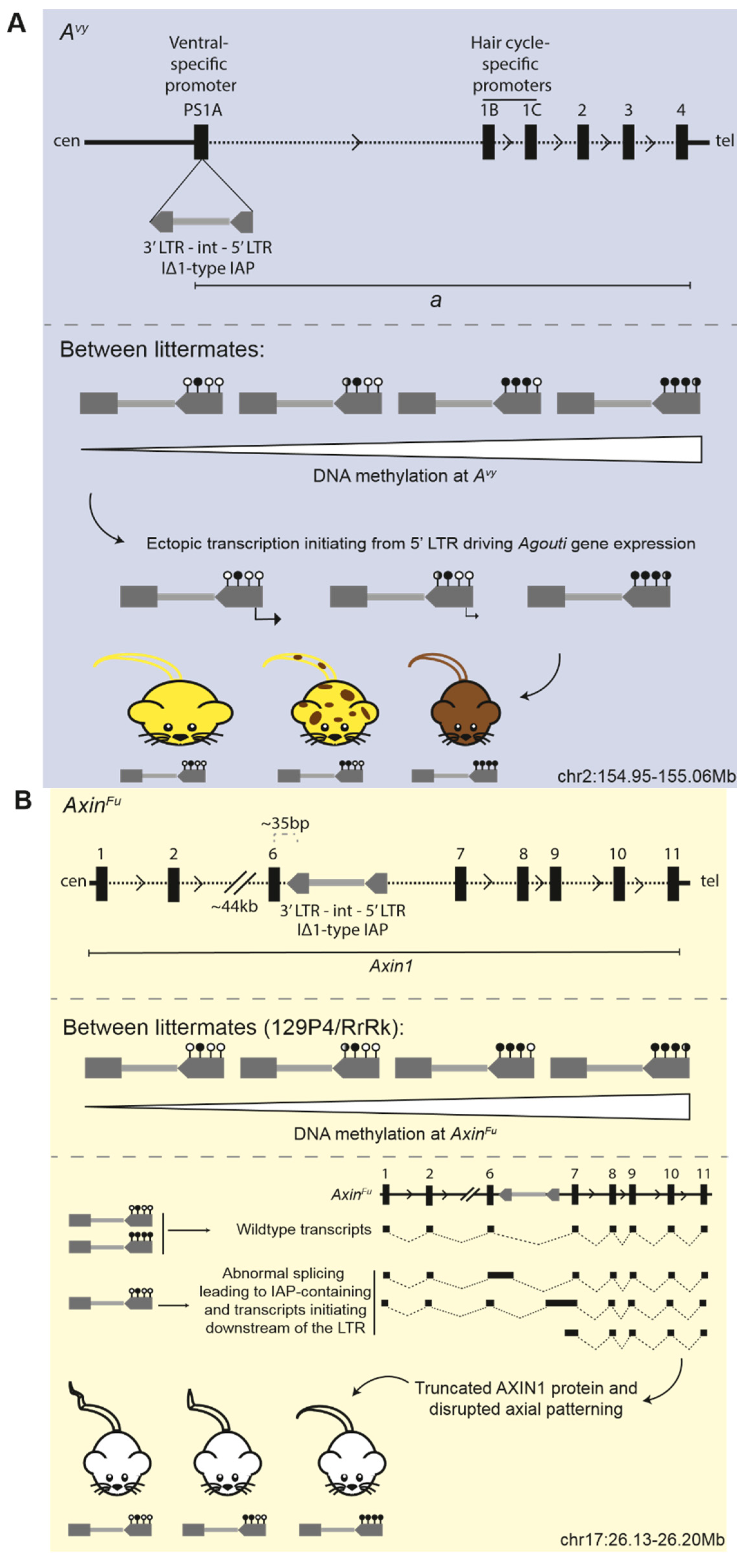 Viruses 12 00810 g003