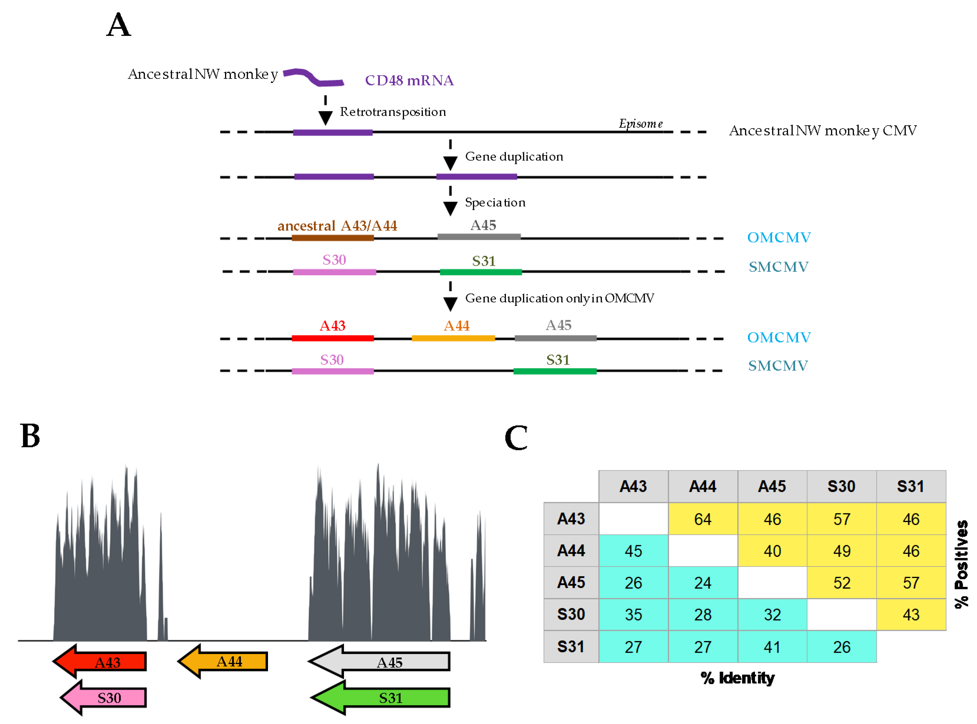 Viruses 12 00813 g001