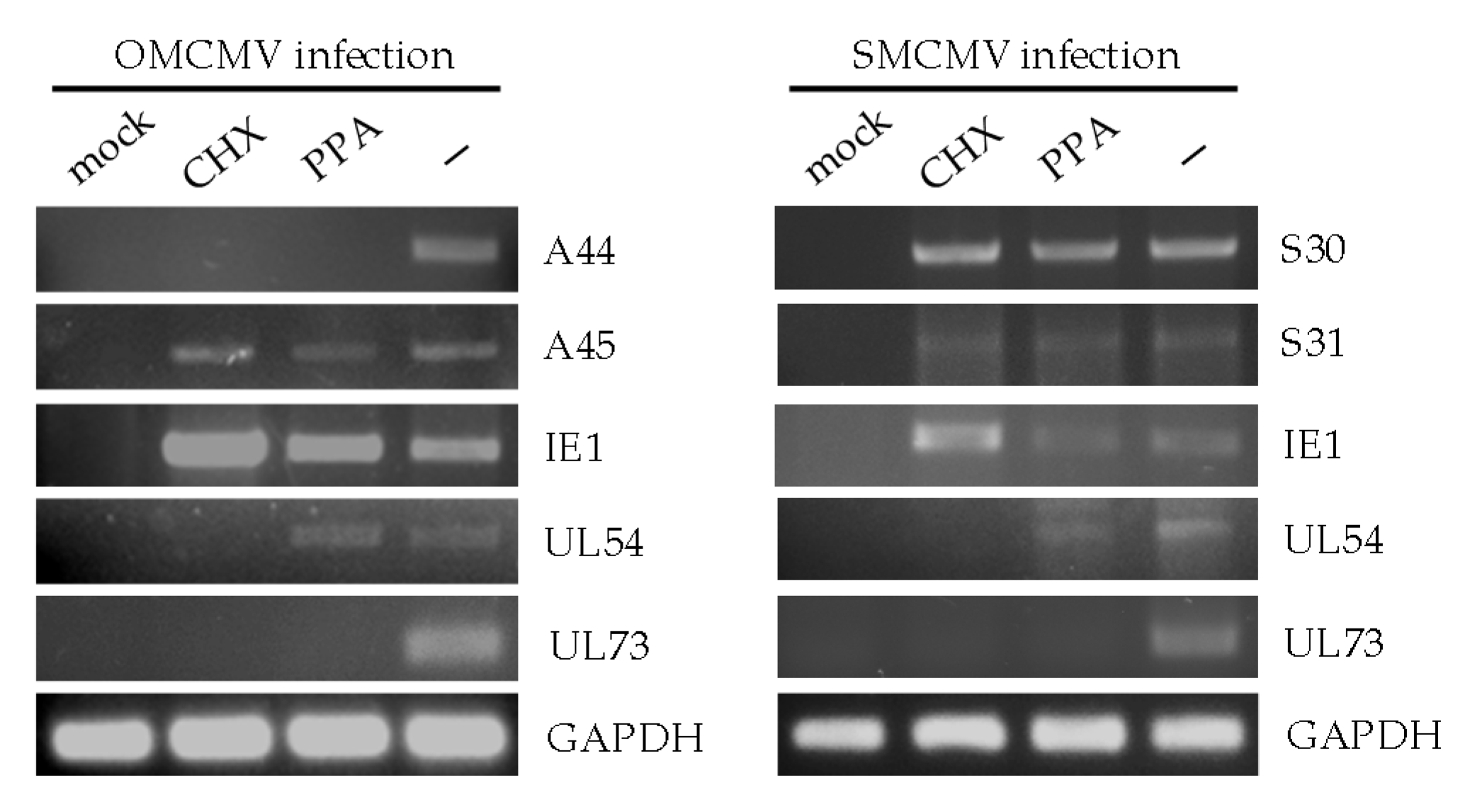 Viruses 12 00813 g002