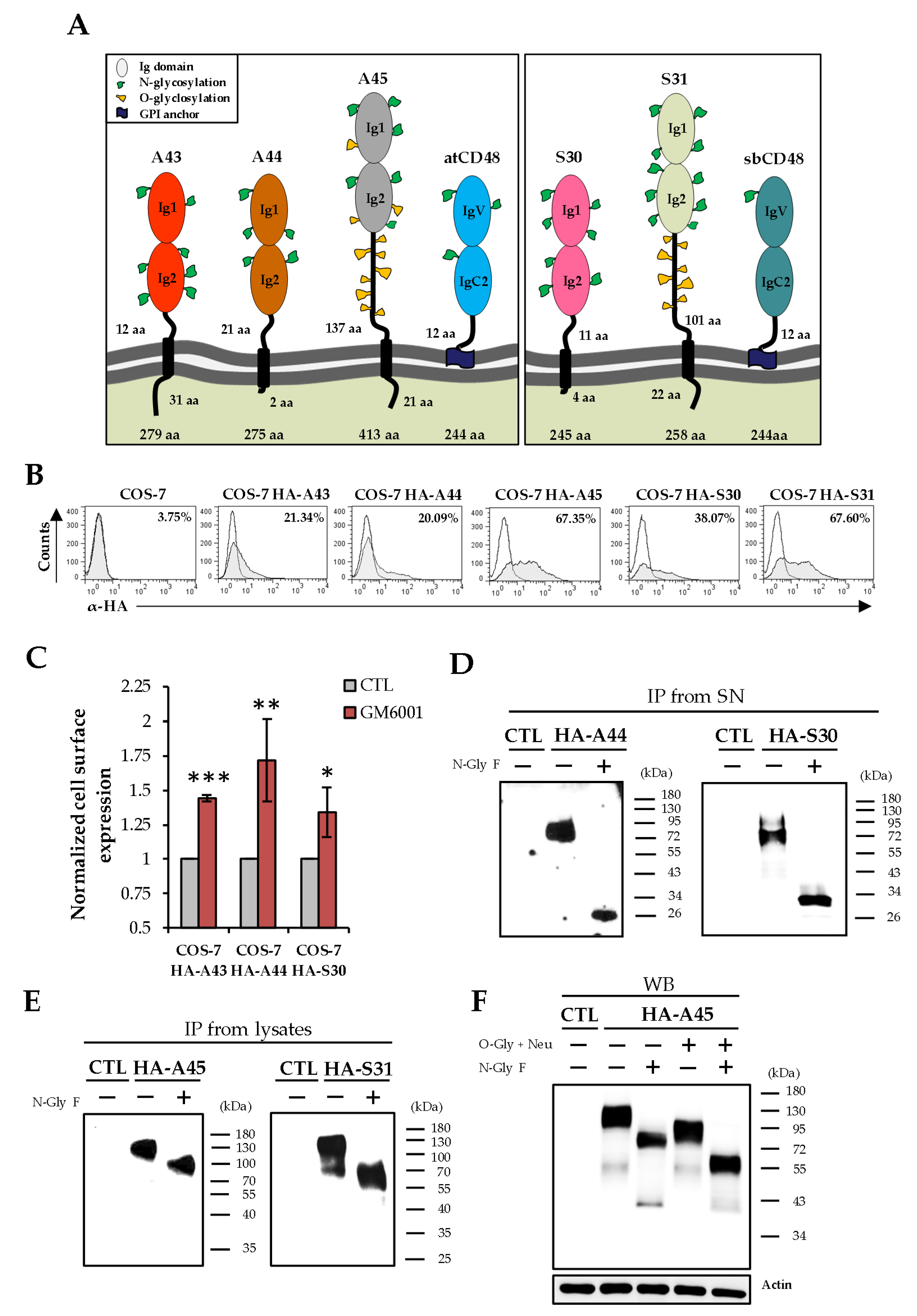 Viruses 12 00813 g003