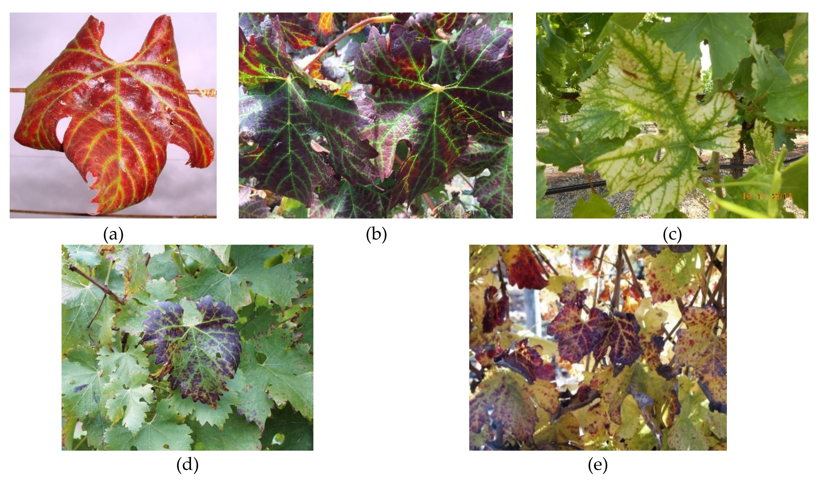 Viruses 12 00818 g002