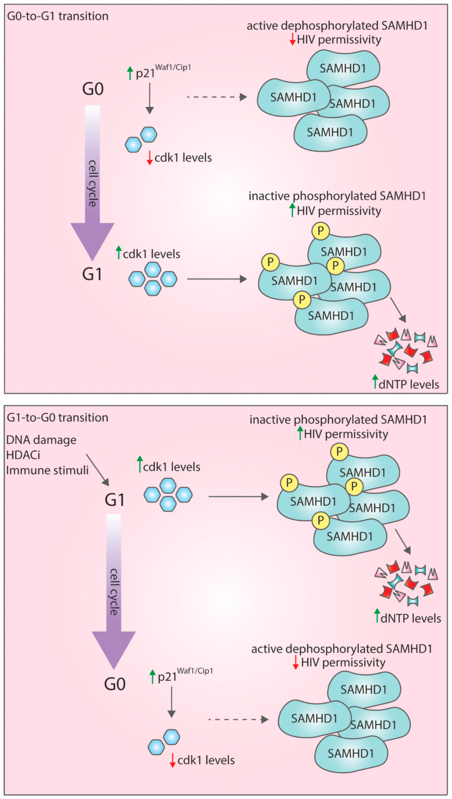 Viruses 12 00839 g001 Viruses 12 00839 g001