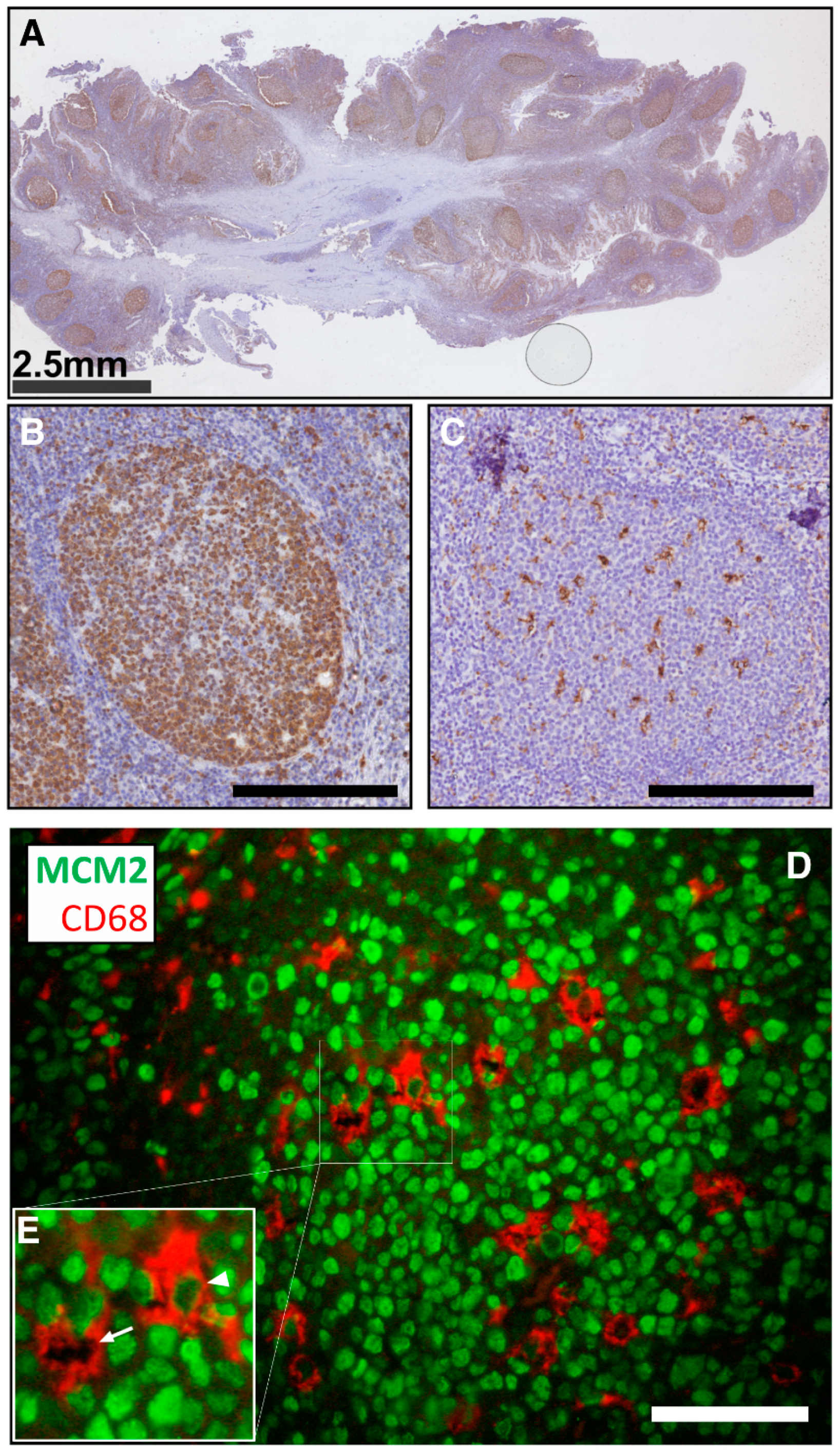 Viruses 12 00839 g002 Viruses 12 00839 g002