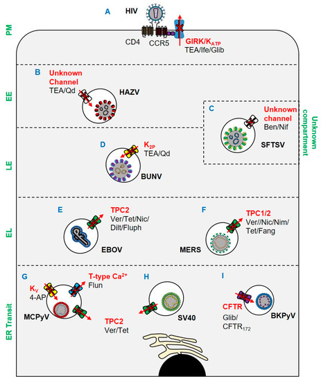 Viruses 12 00844 g001 550