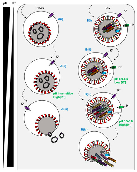 Viruses 12 00844 g002 550