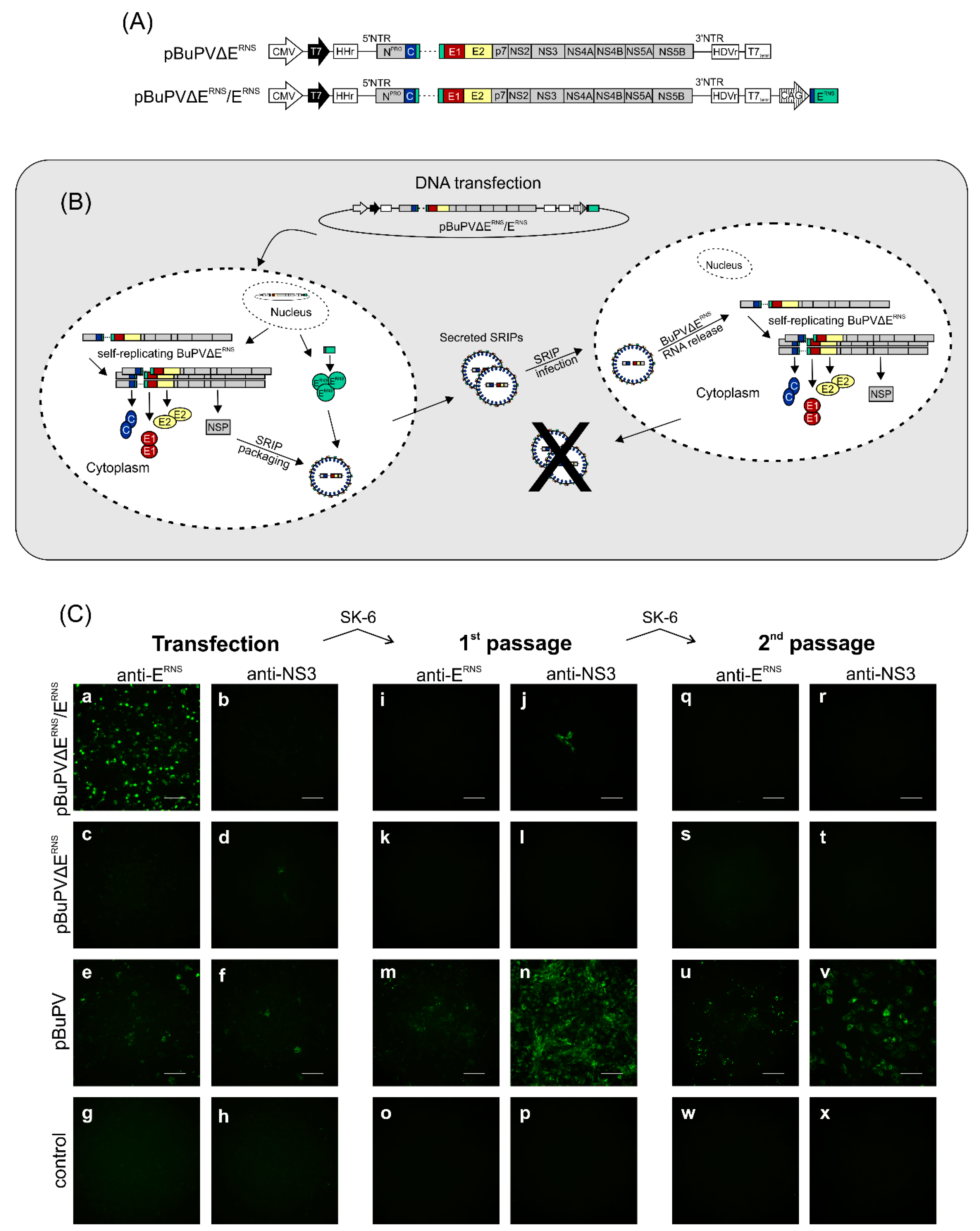 Viruses 12 00847 g003