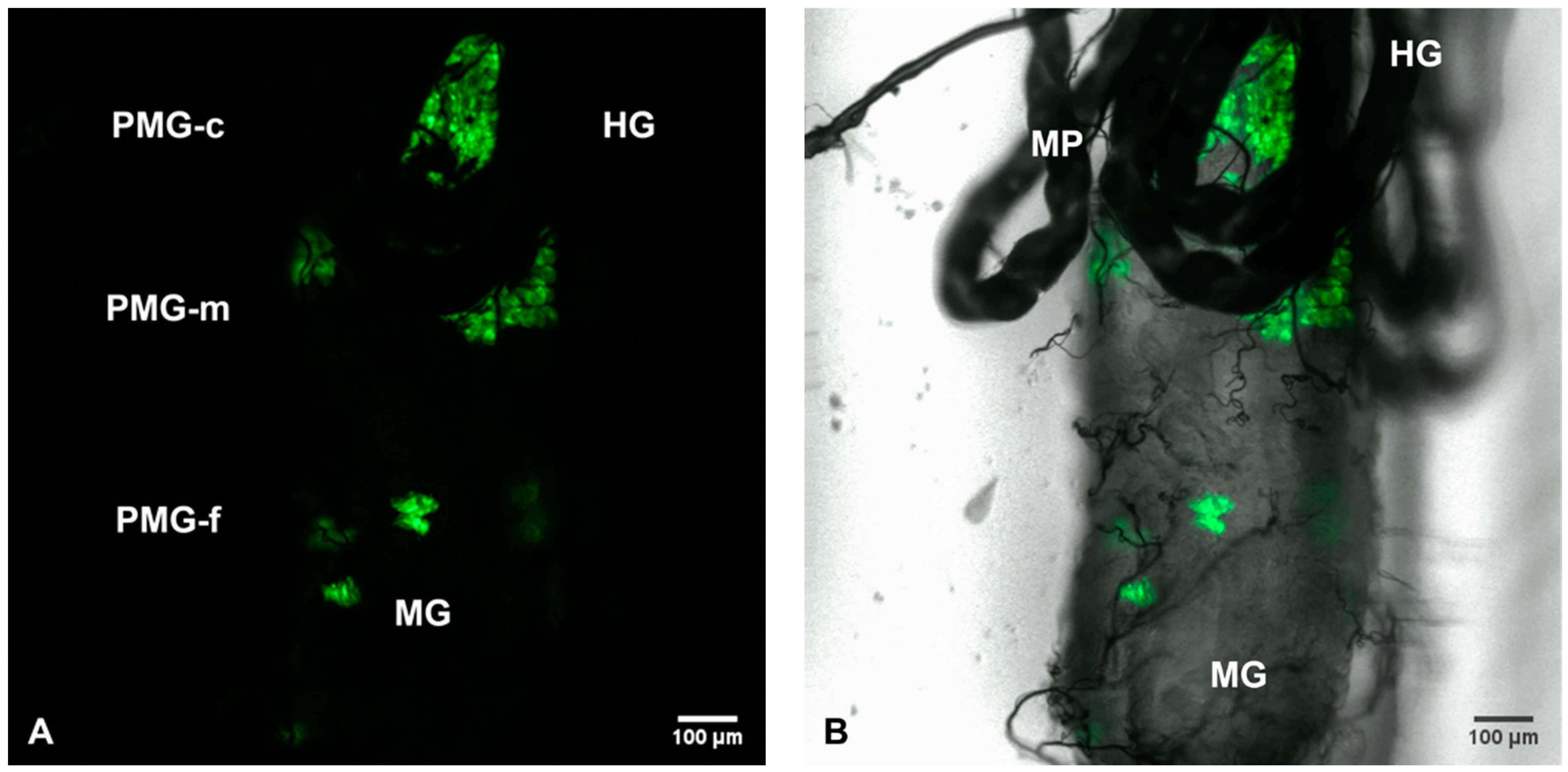 Viruses 12 00848 g001 Viruses 12 00848 g001