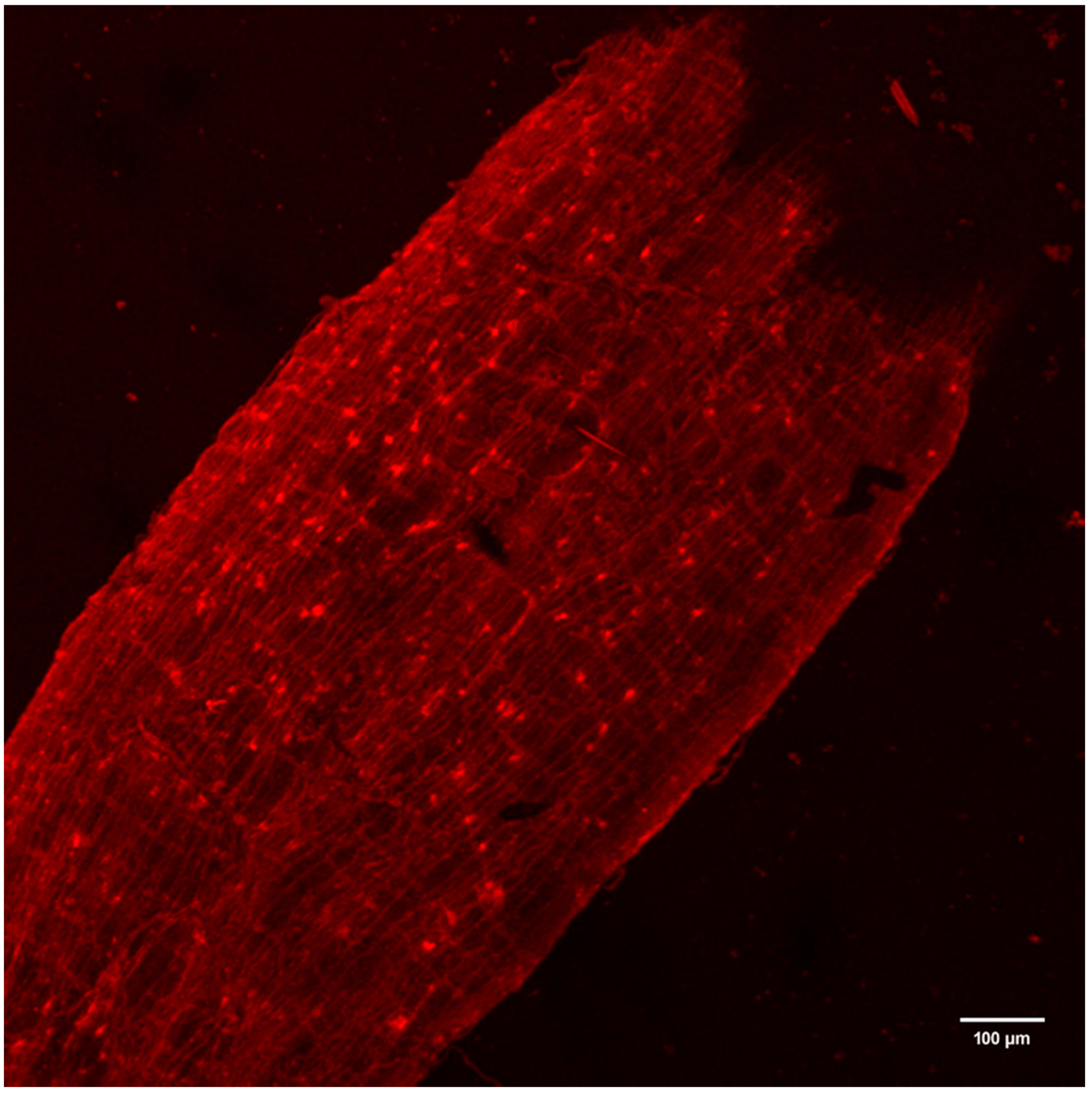 Viruses 12 00848 g003 Viruses 12 00848 g003