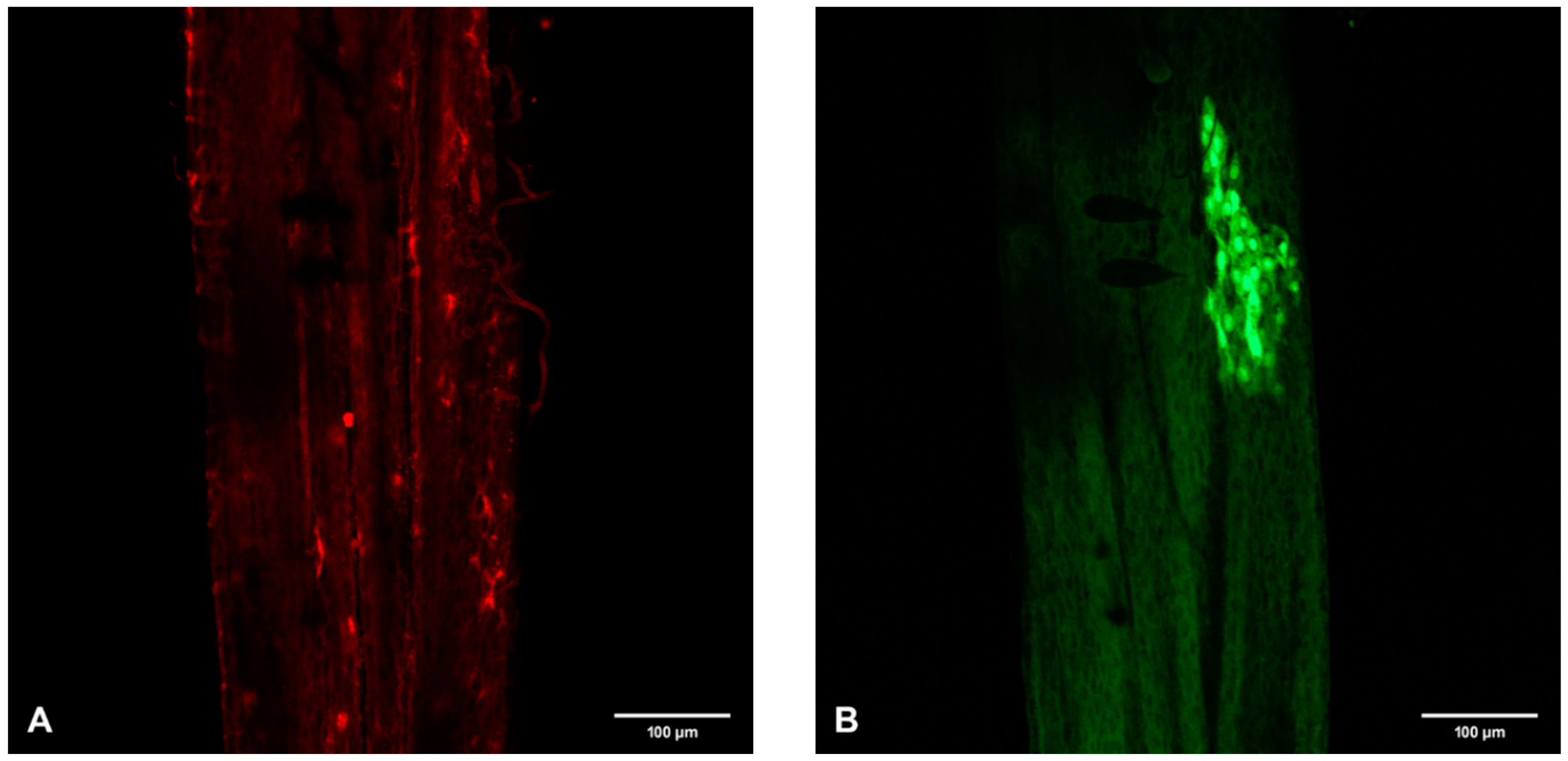 Viruses 12 00848 g004a Viruses 12 00848 g004a