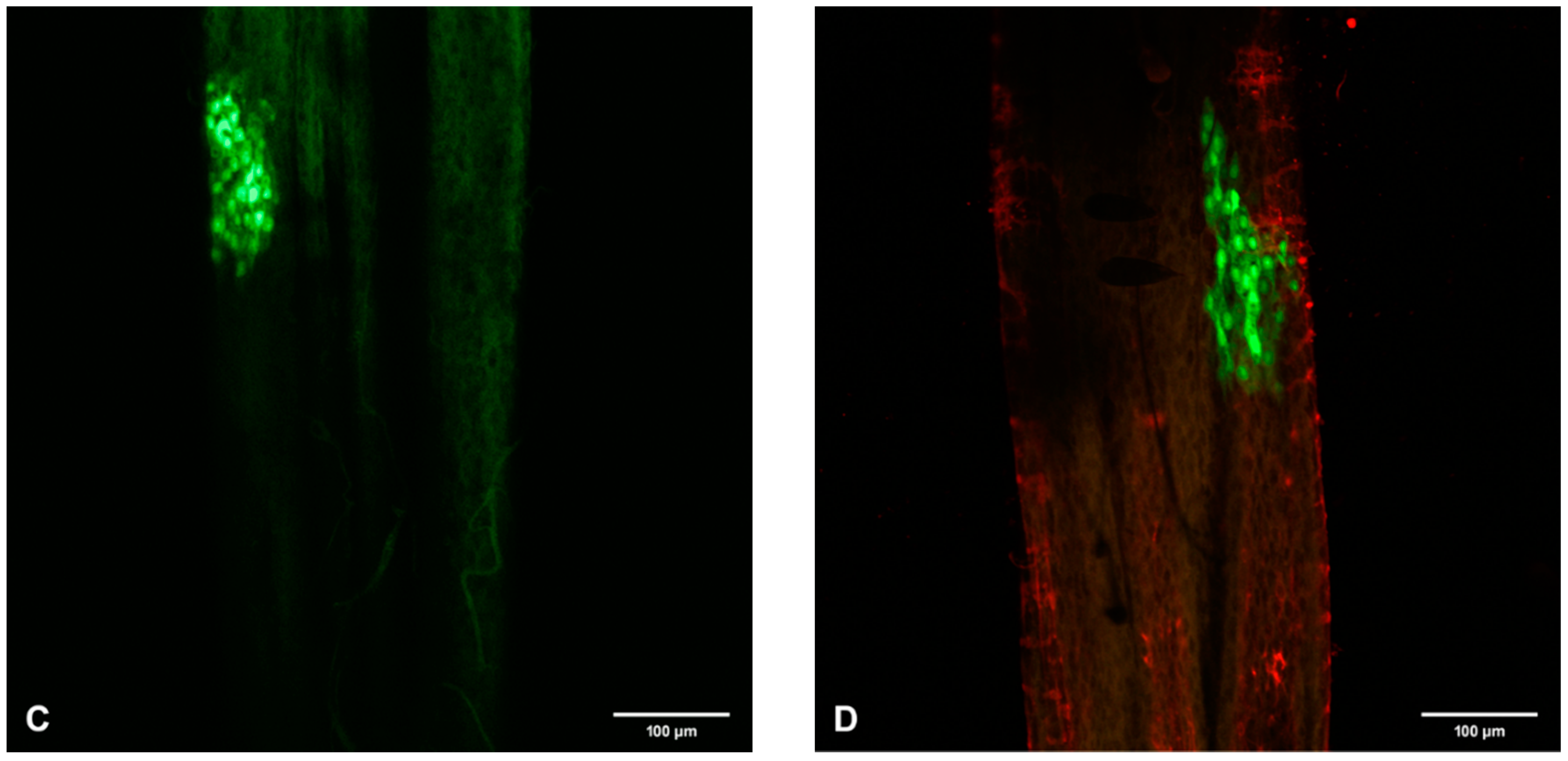 Viruses 12 00848 g004b Viruses 12 00848 g004b