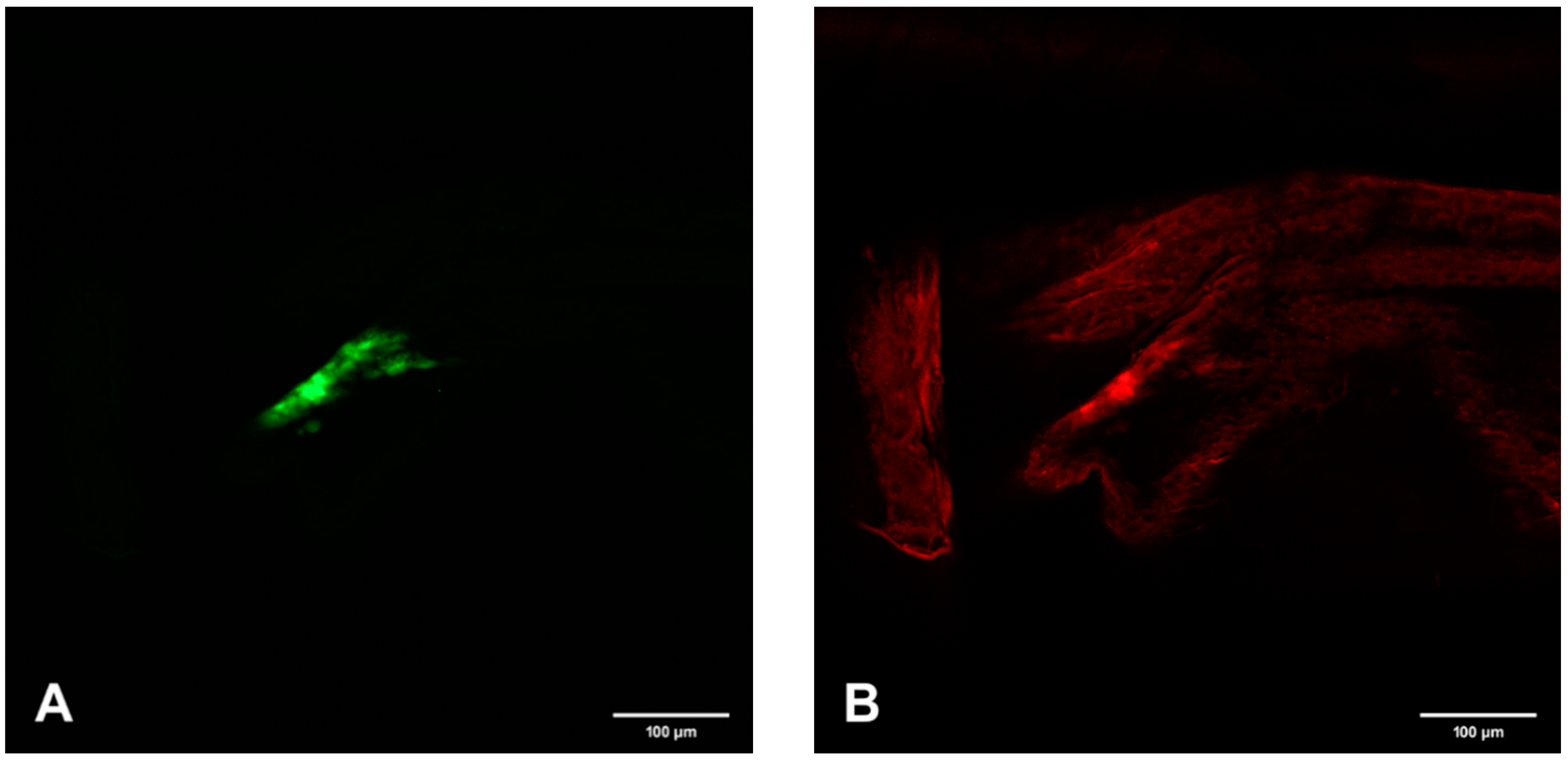 Viruses 12 00848 g005a Viruses 12 00848 g005a