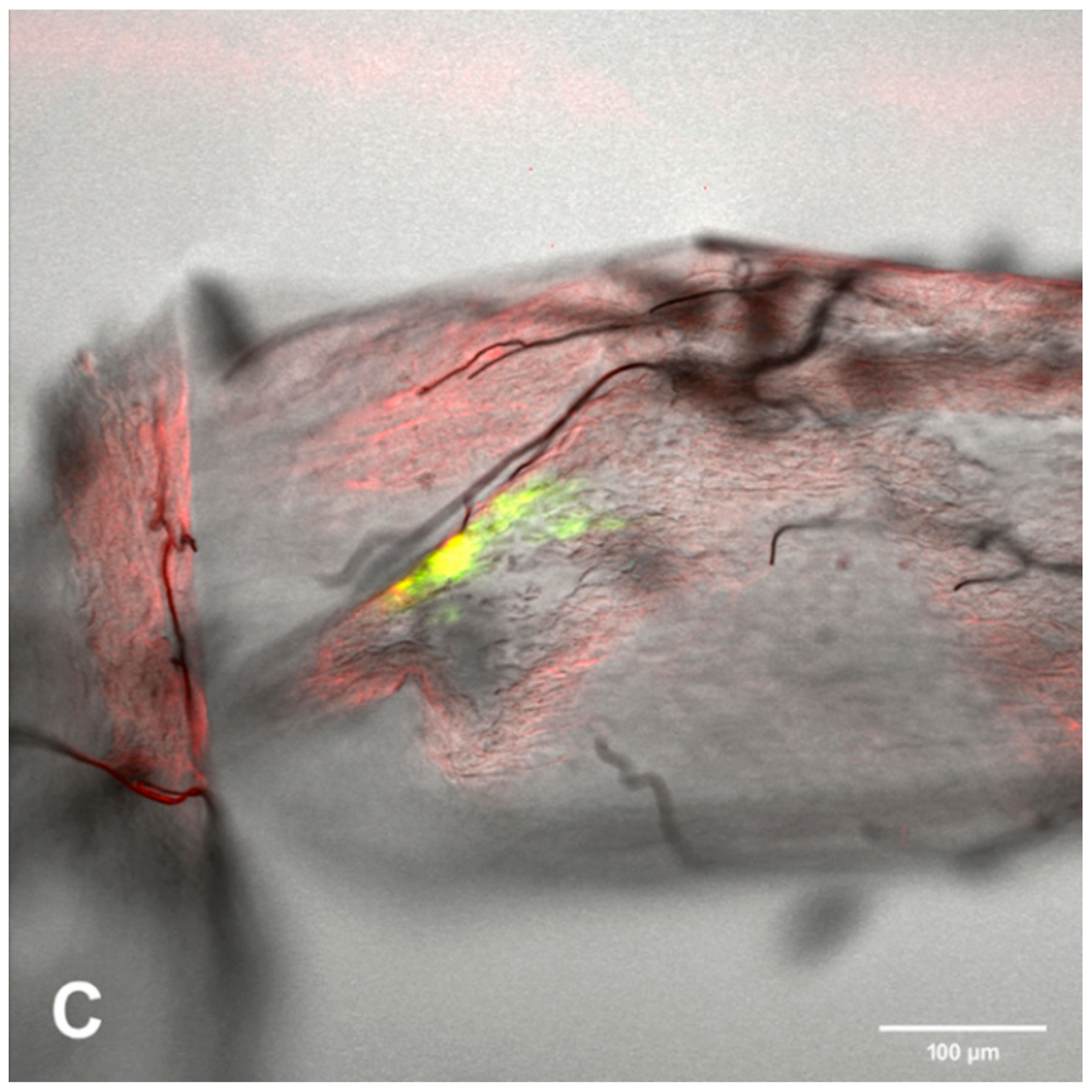 Viruses 12 00848 g005b Viruses 12 00848 g005b