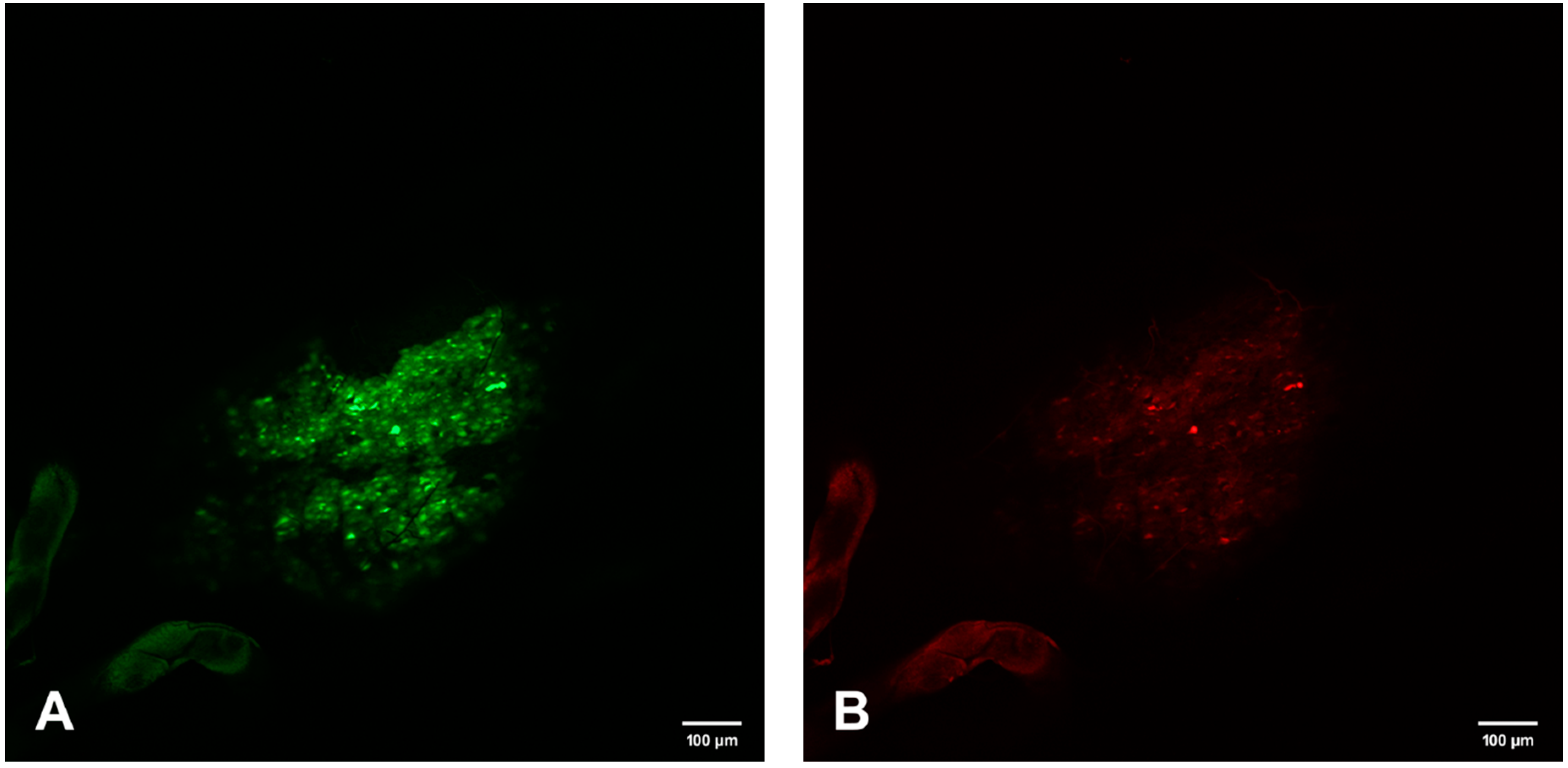 Viruses 12 00848 g006a Viruses 12 00848 g006a