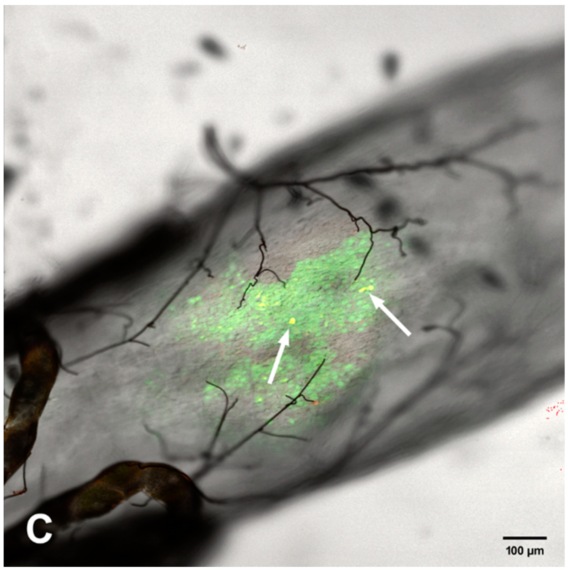 Viruses 12 00848 g006b Viruses 12 00848 g006b