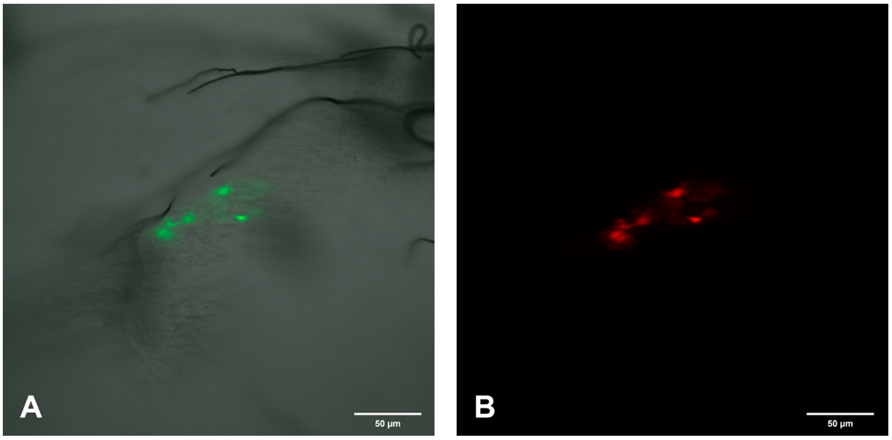 Viruses 12 00848 g007a Viruses 12 00848 g007a