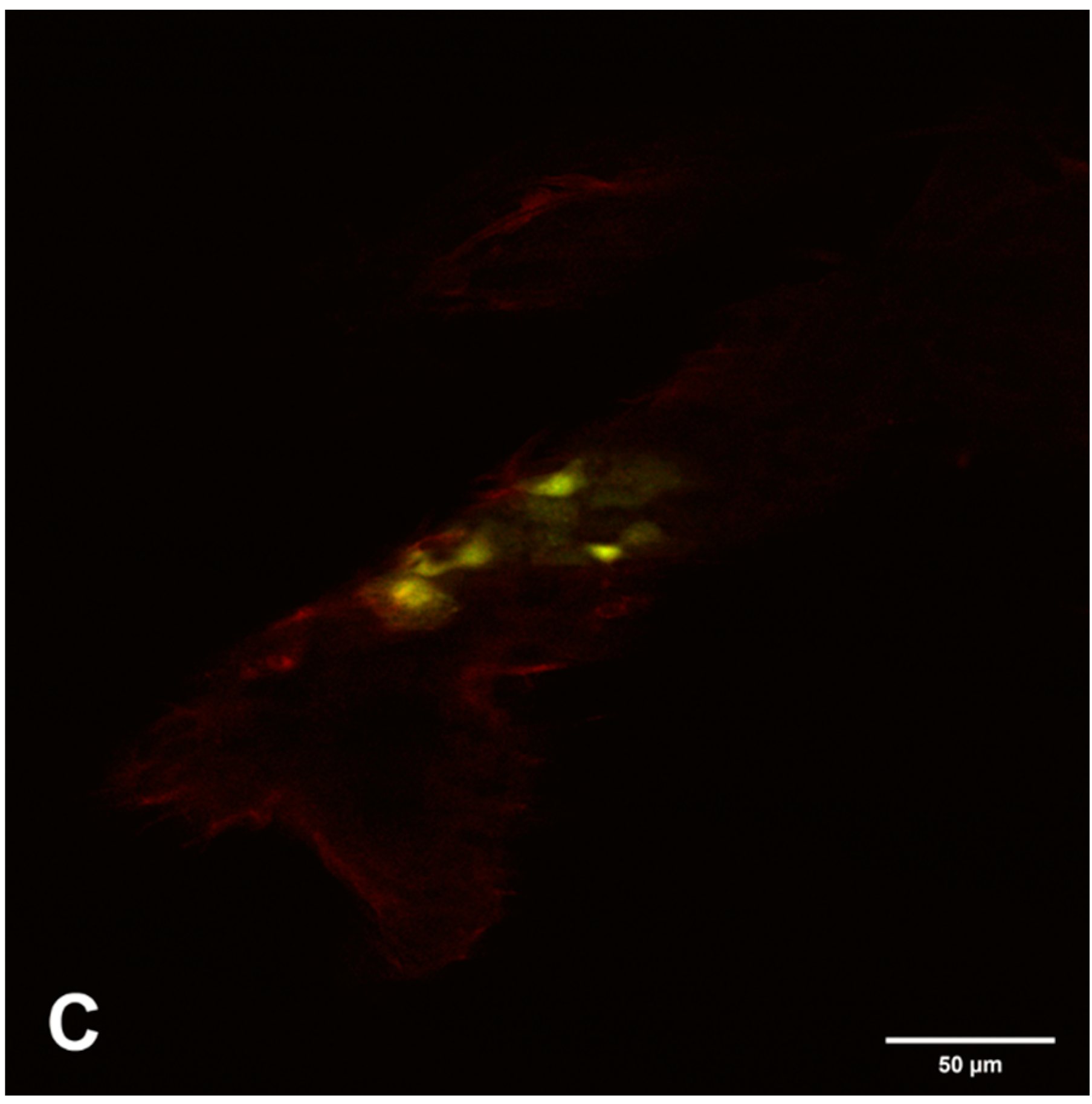 Viruses 12 00848 g007b Viruses 12 00848 g007b