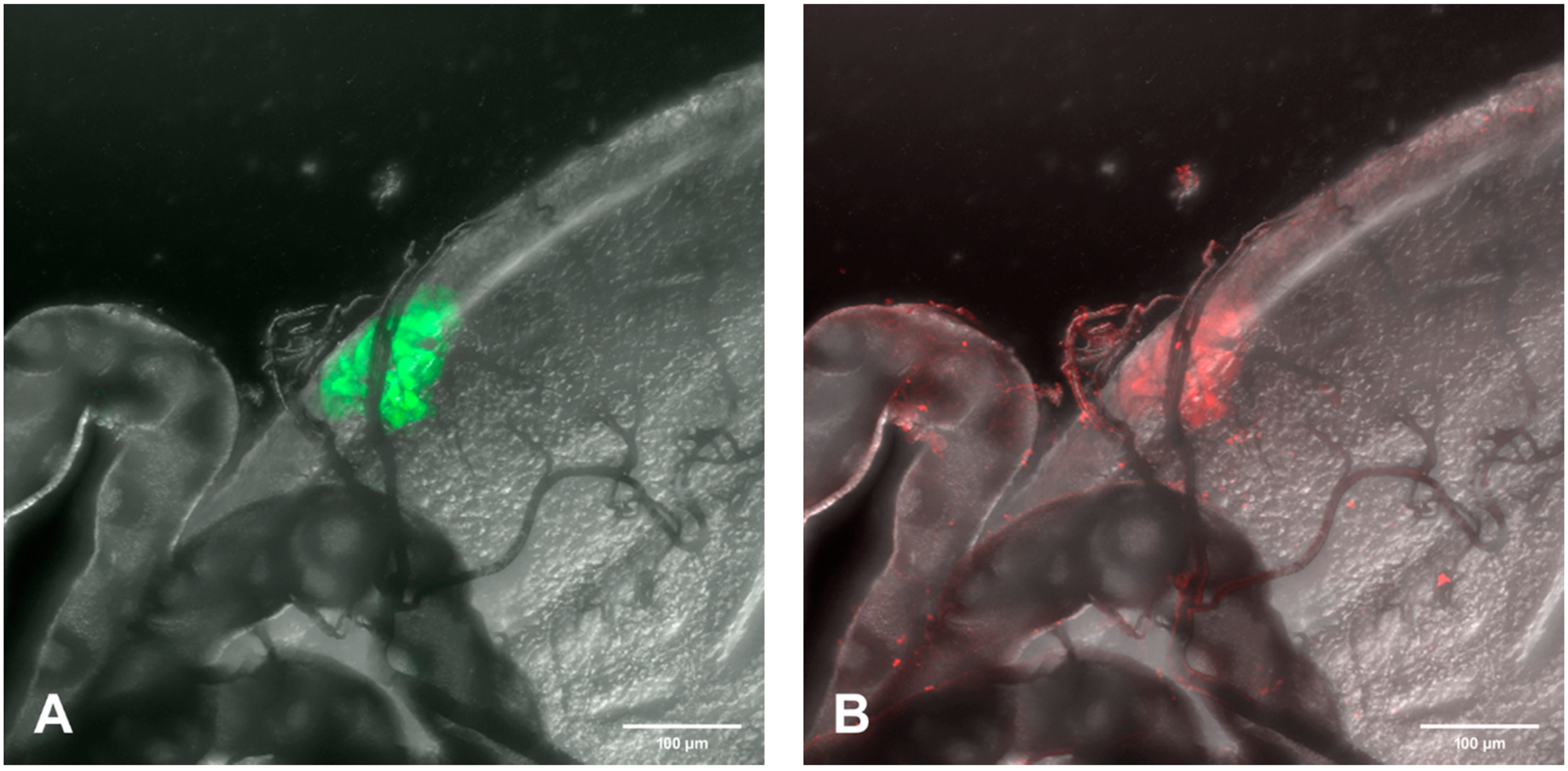 Viruses 12 00848 g008a Viruses 12 00848 g008a