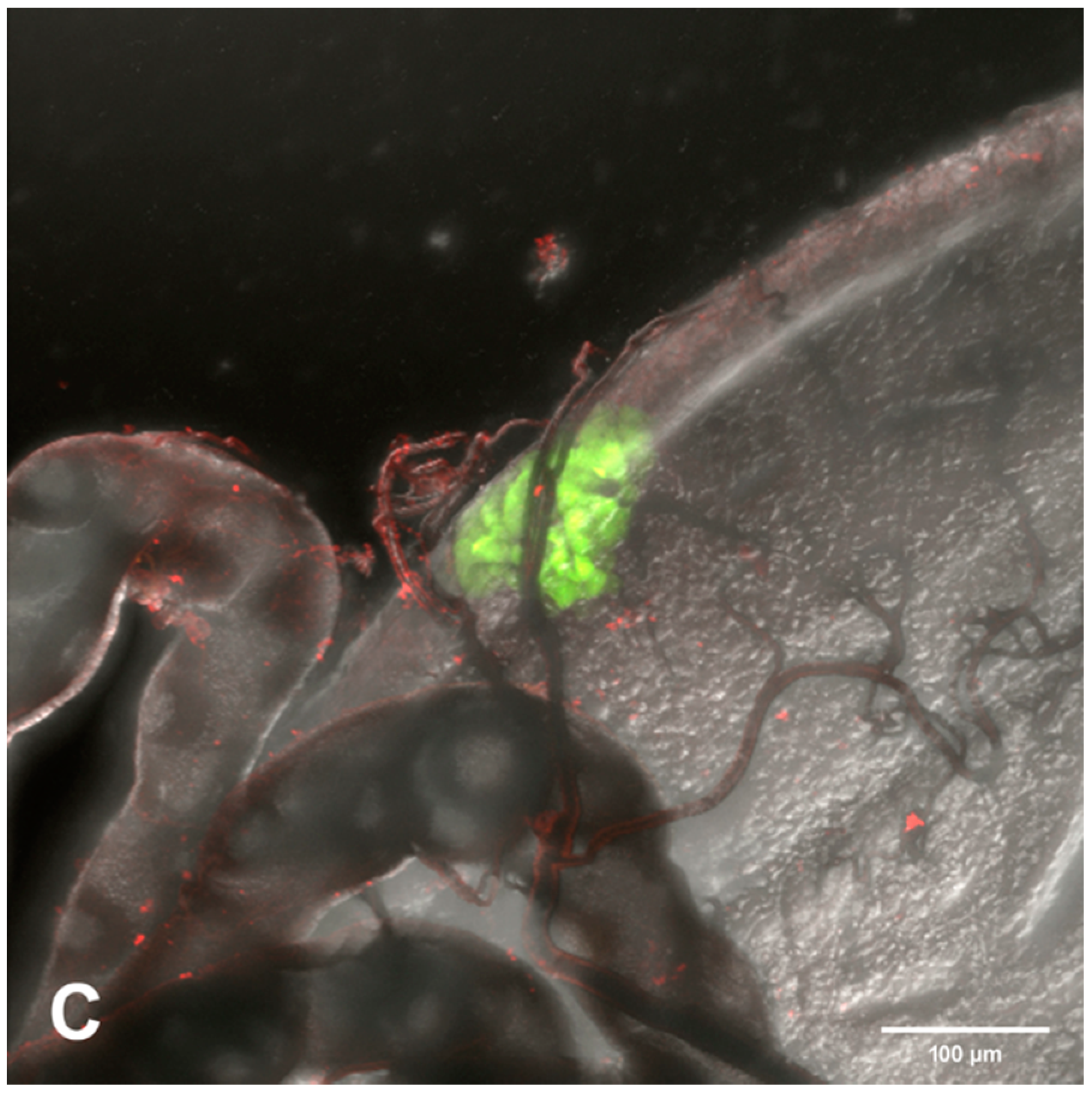 Viruses 12 00848 g008b Viruses 12 00848 g008b