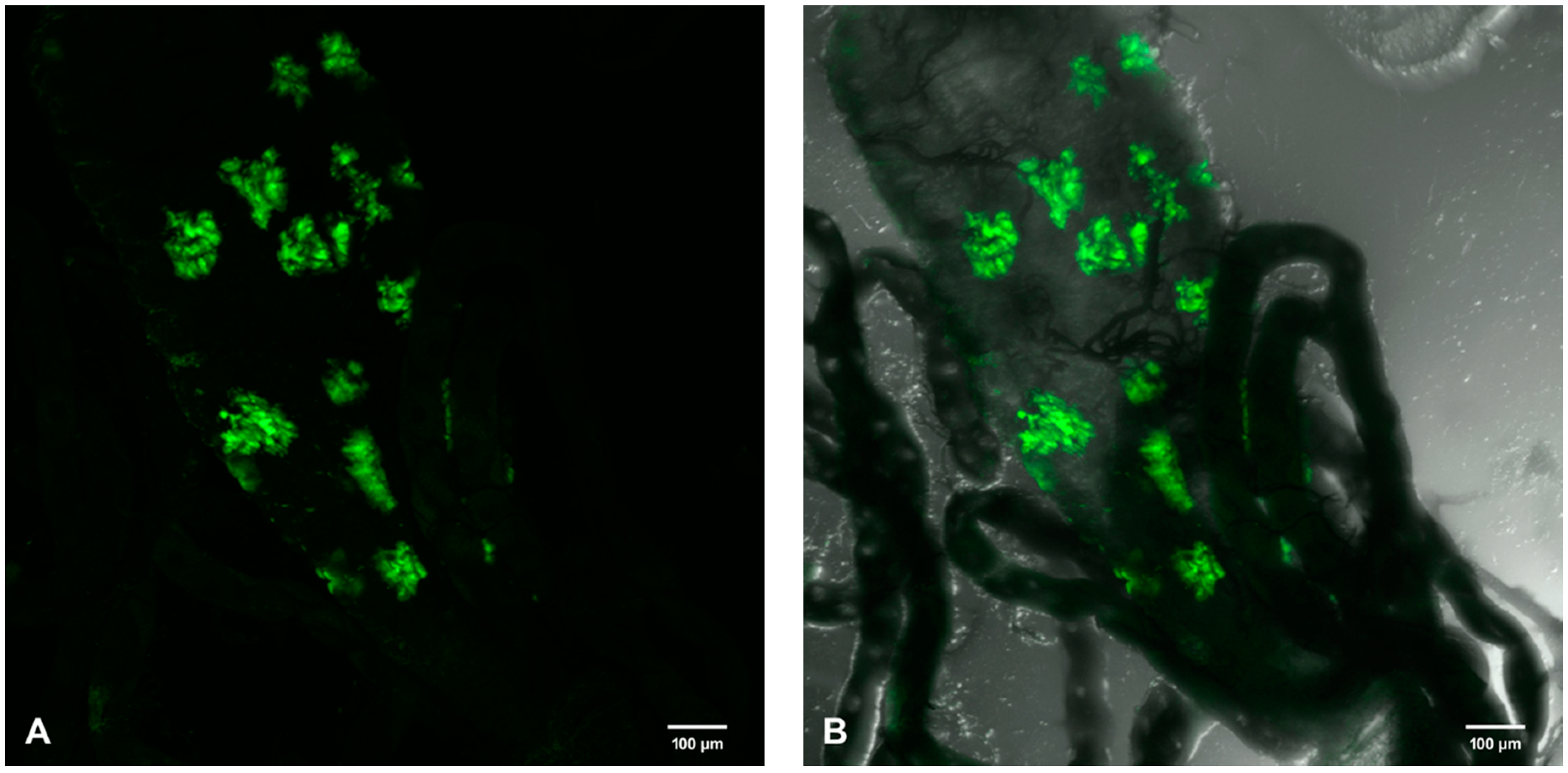 Viruses 12 00848 g009 Viruses 12 00848 g009
