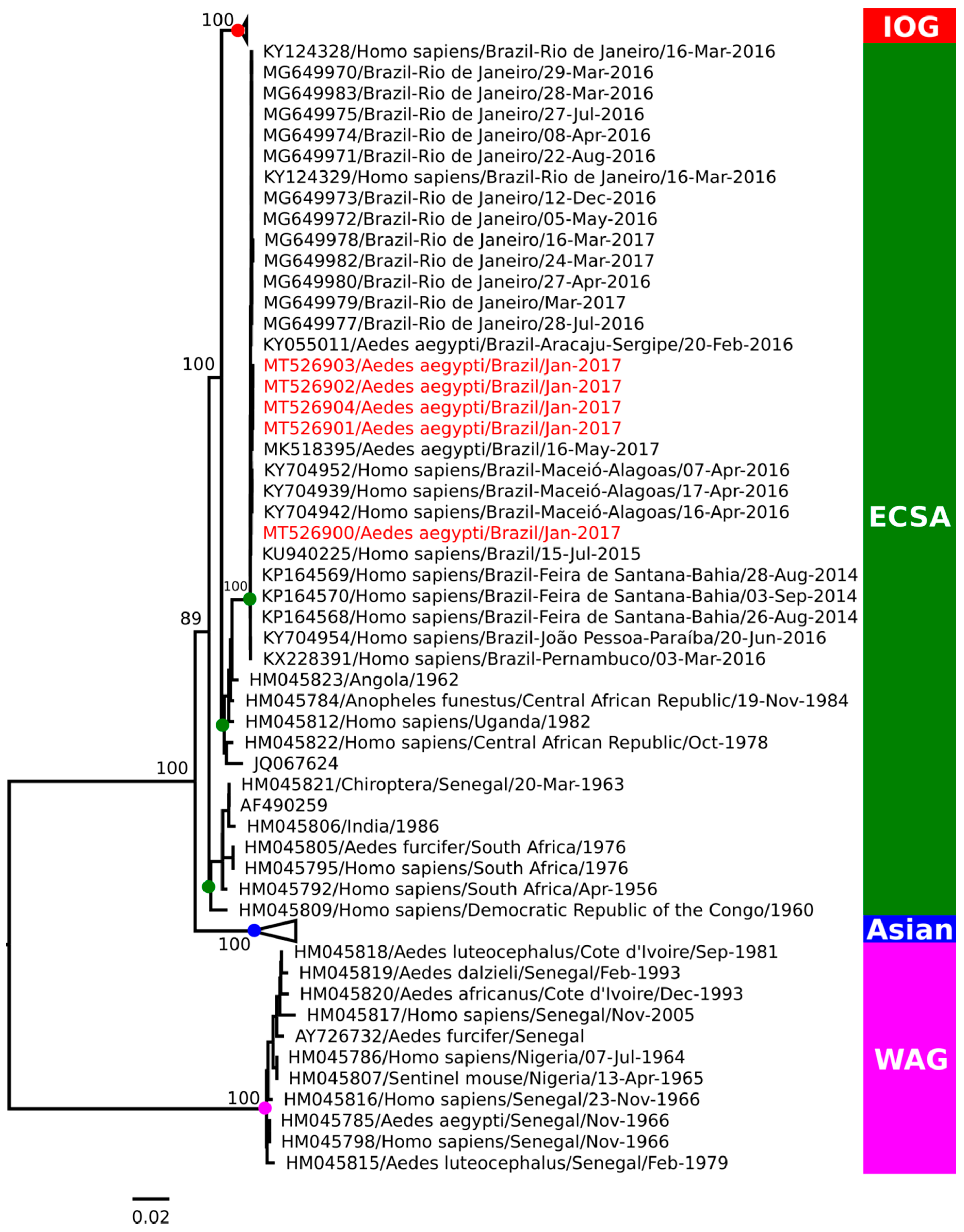Viruses Free Full Text Chikungunya Virus Detection In Aedes Aegypti And Culex Quinquefasciatus During An Outbreak In The Amazon Region Html