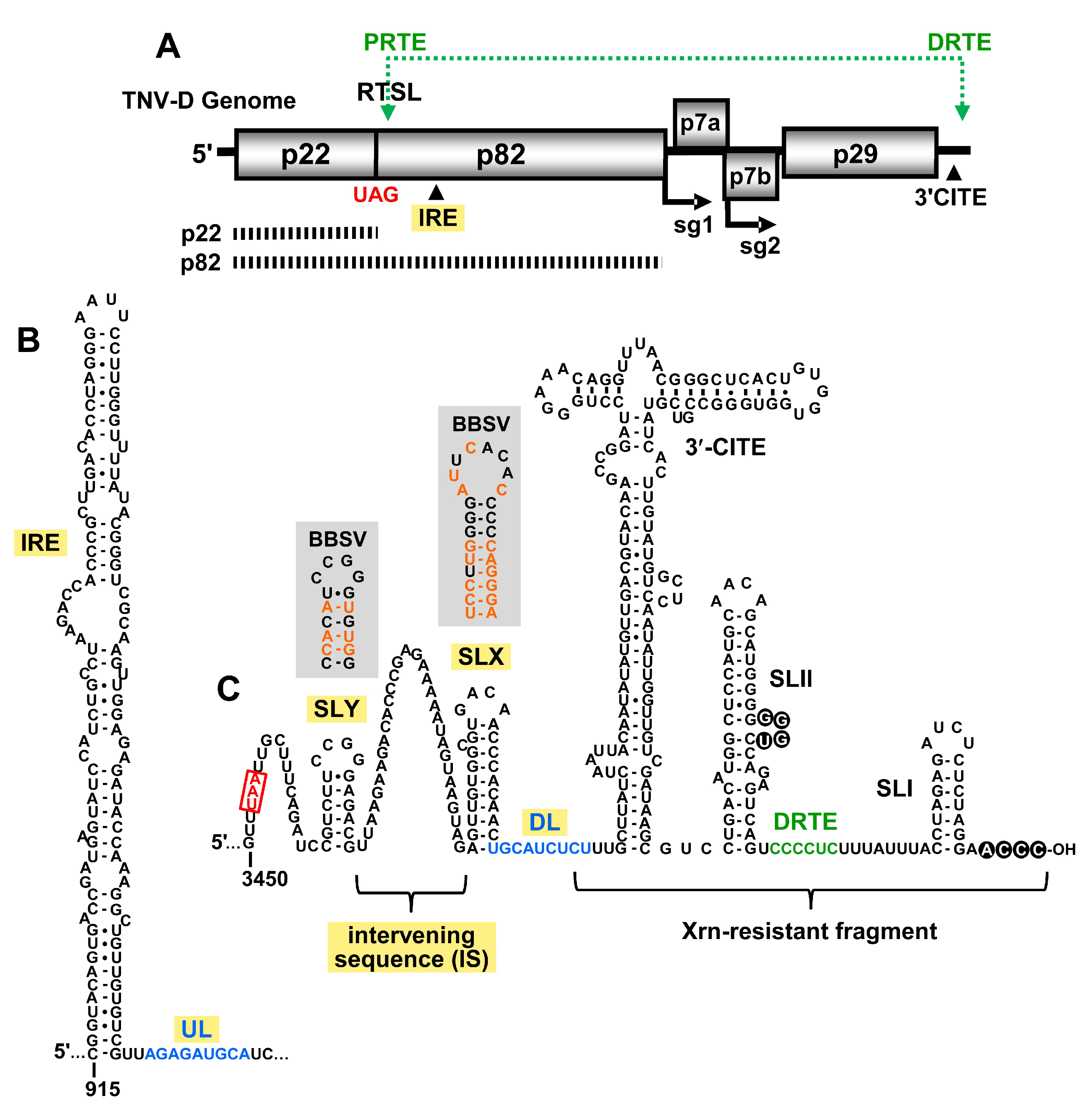 Viruses 12 00856 g001 Viruses 12 00856 g001