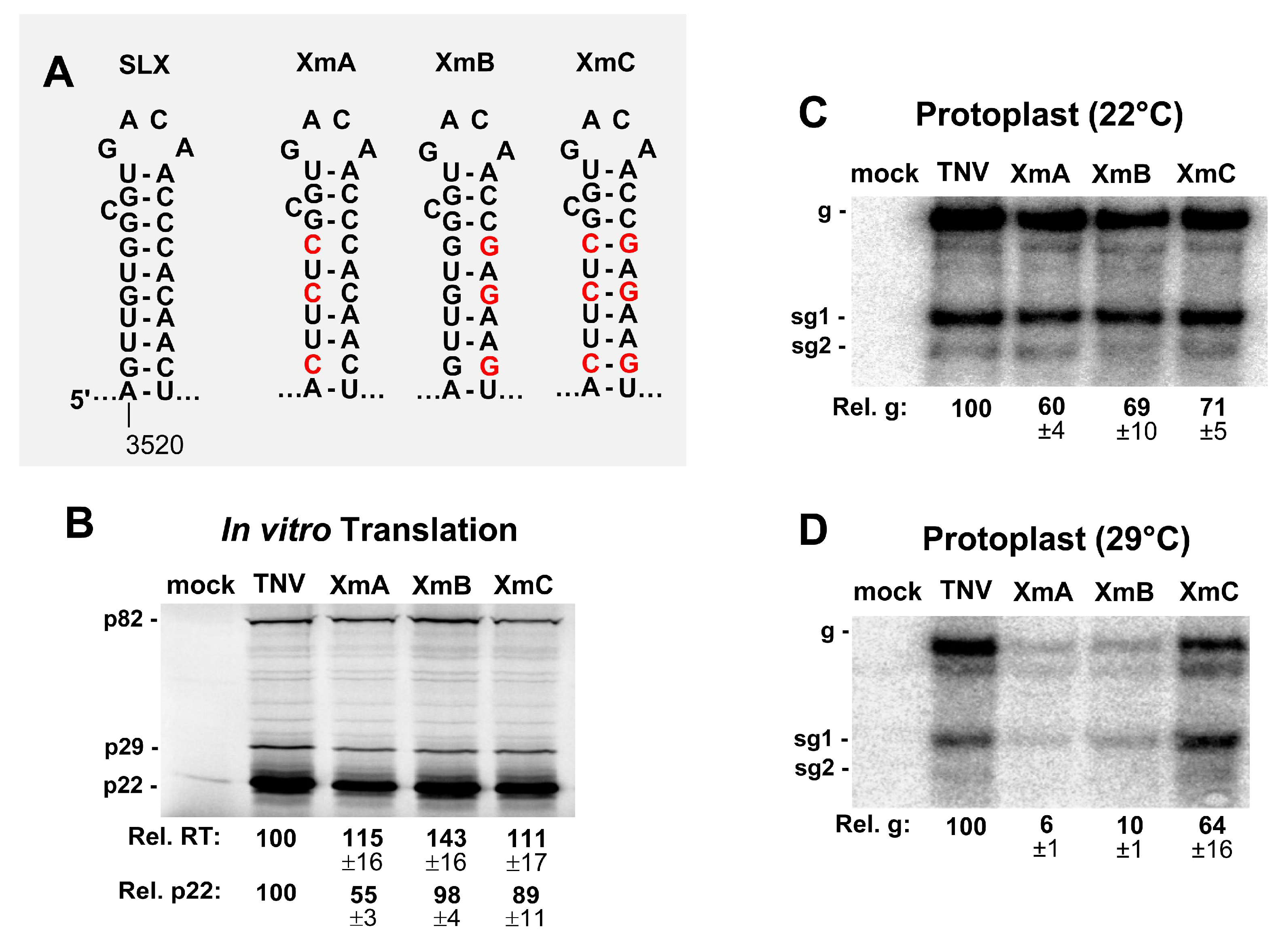 Viruses 12 00856 g005 Viruses 12 00856 g005