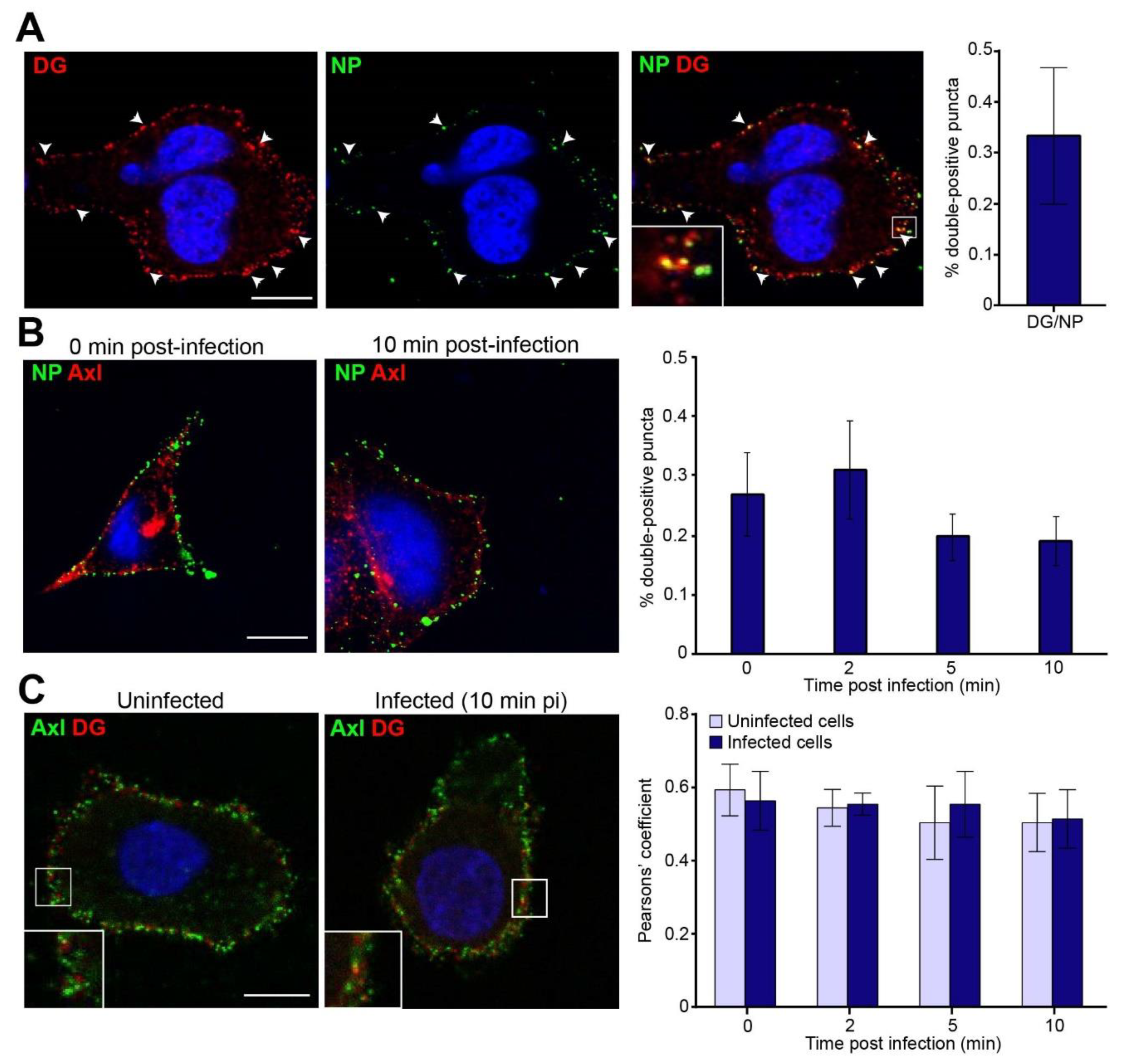 Viruses 12 00857 g003