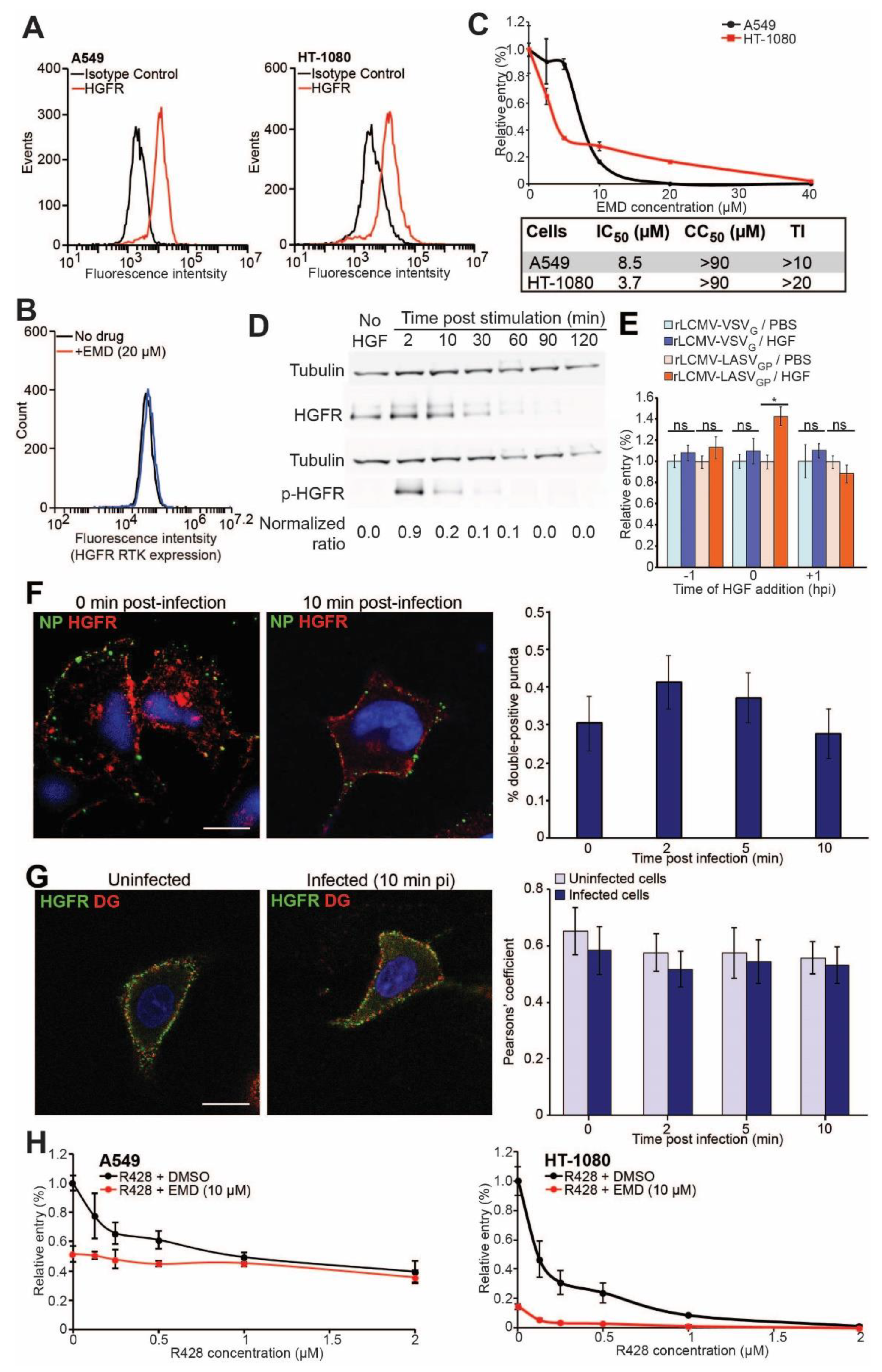 Viruses 12 00857 g005