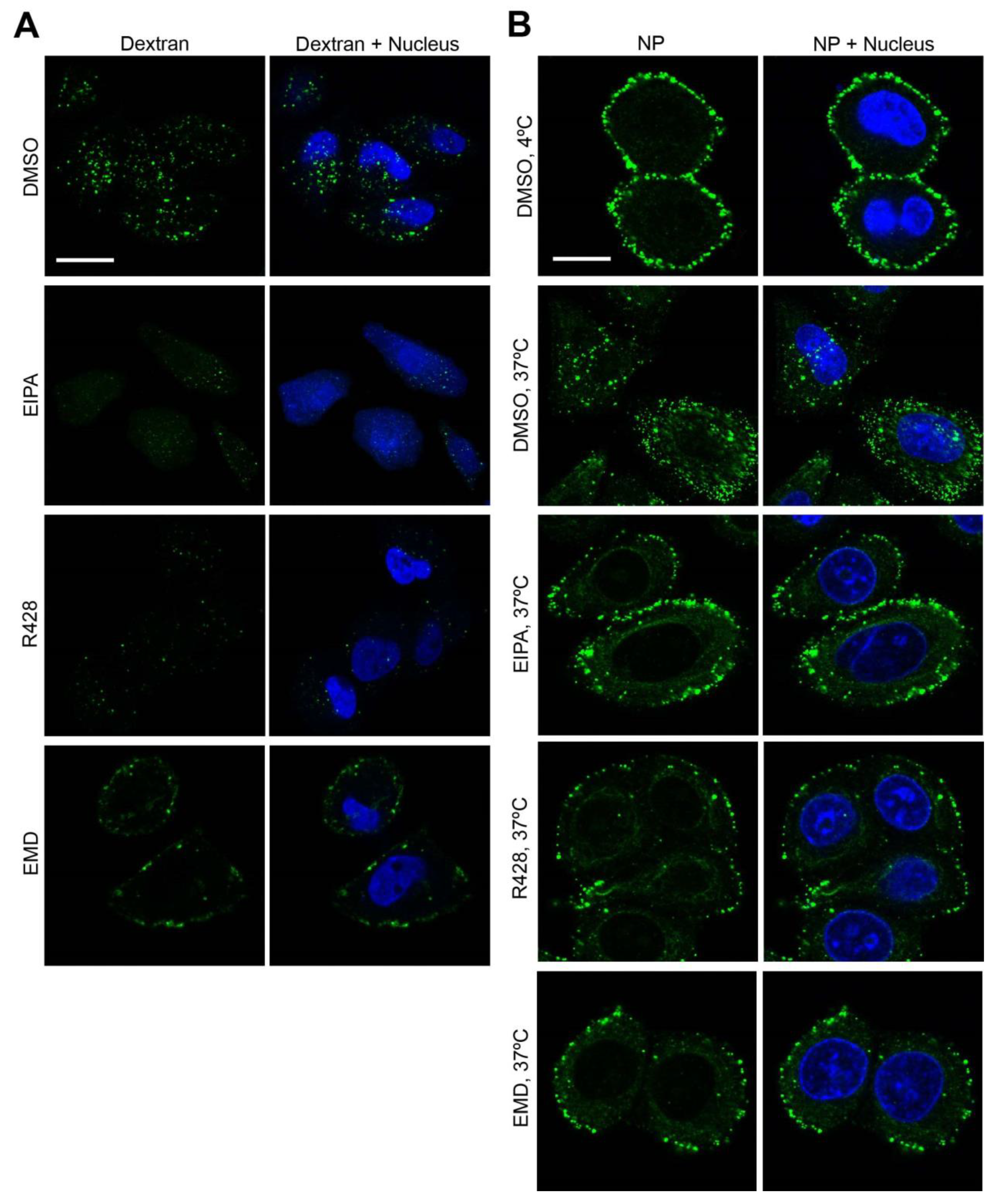 Viruses 12 00857 g006