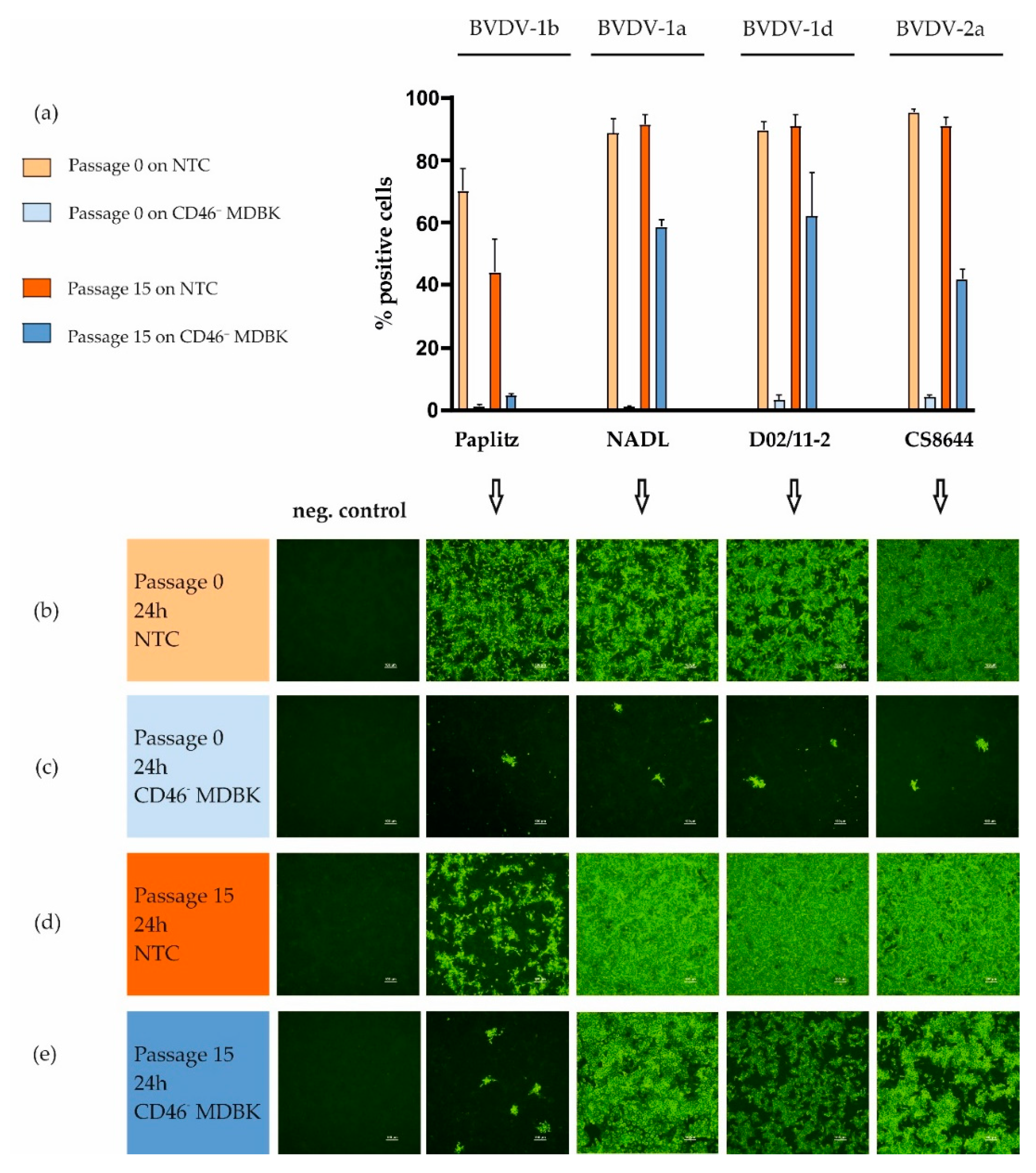 Viruses 12 00859 g002 Viruses 12 00859 g002