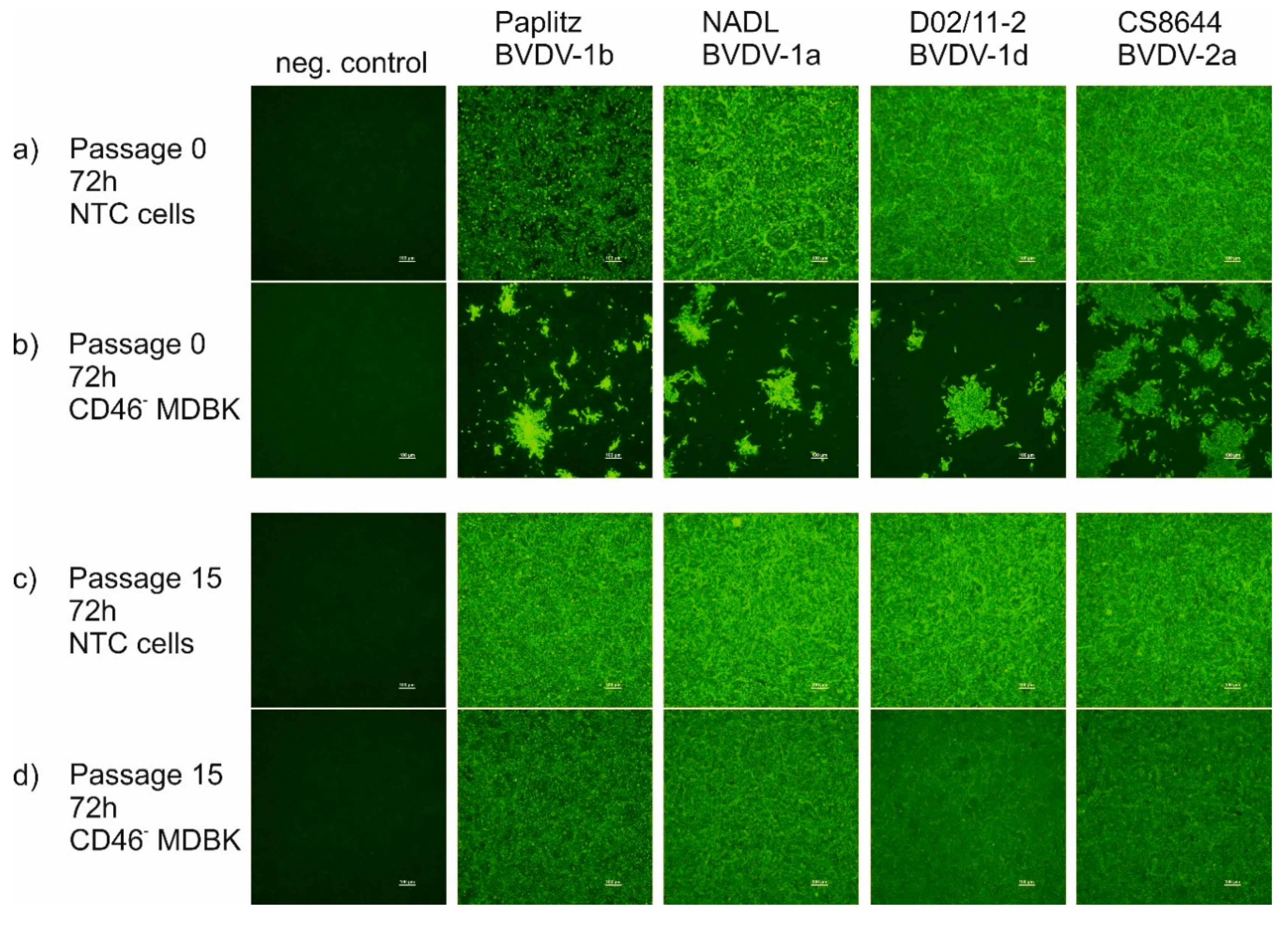 Viruses 12 00859 g003 Viruses 12 00859 g003
