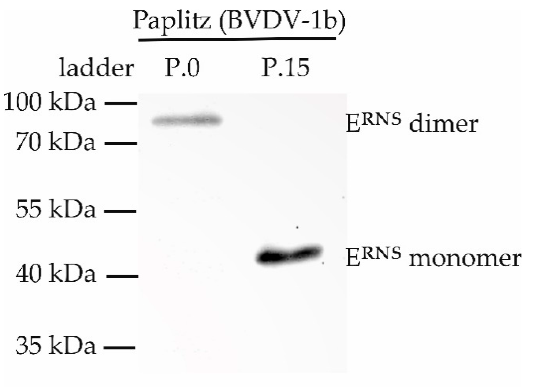 Viruses 12 00859 g005 Viruses 12 00859 g005