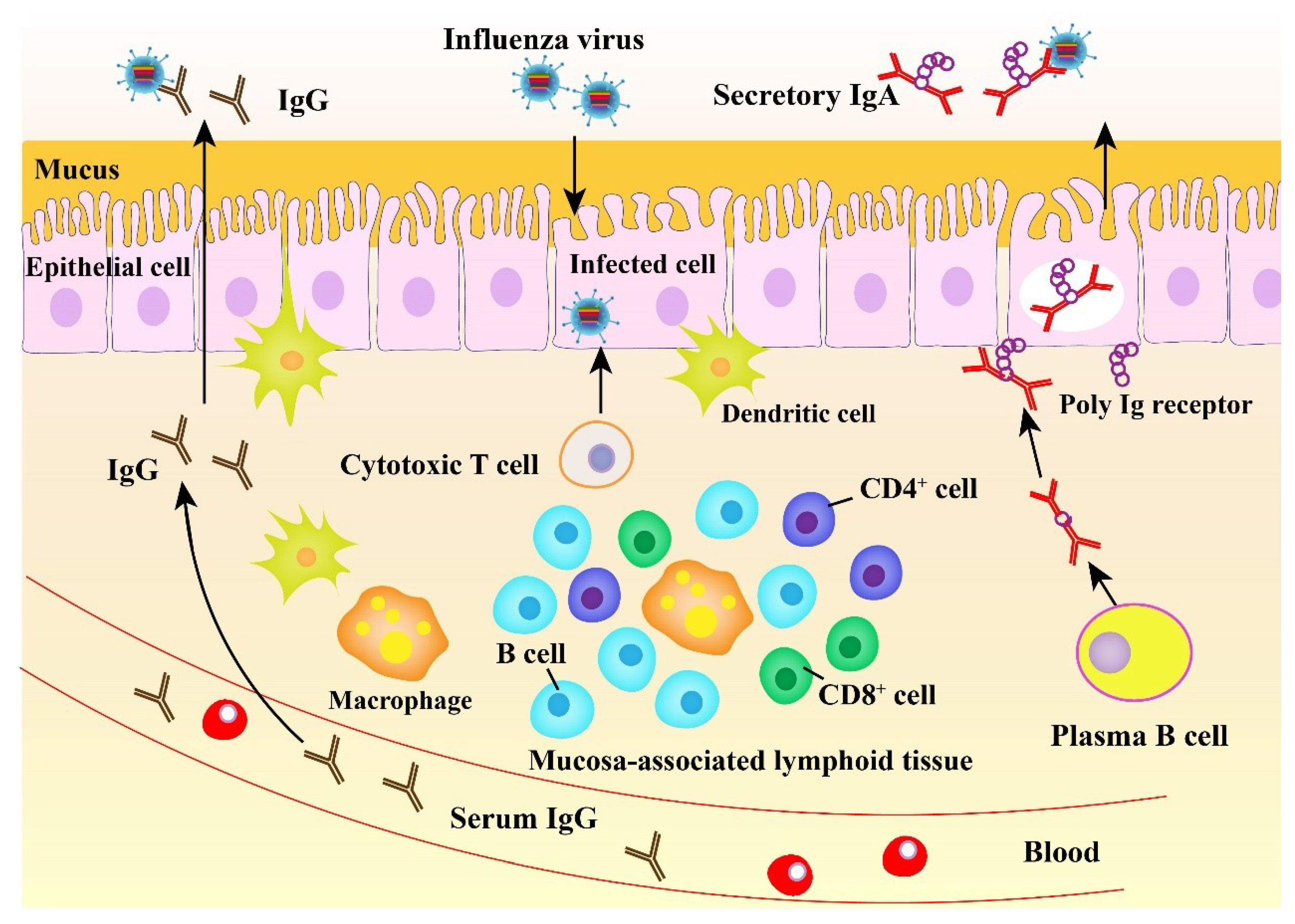 Viruses 12 00862 g002 Viruses 12 00862 g002
